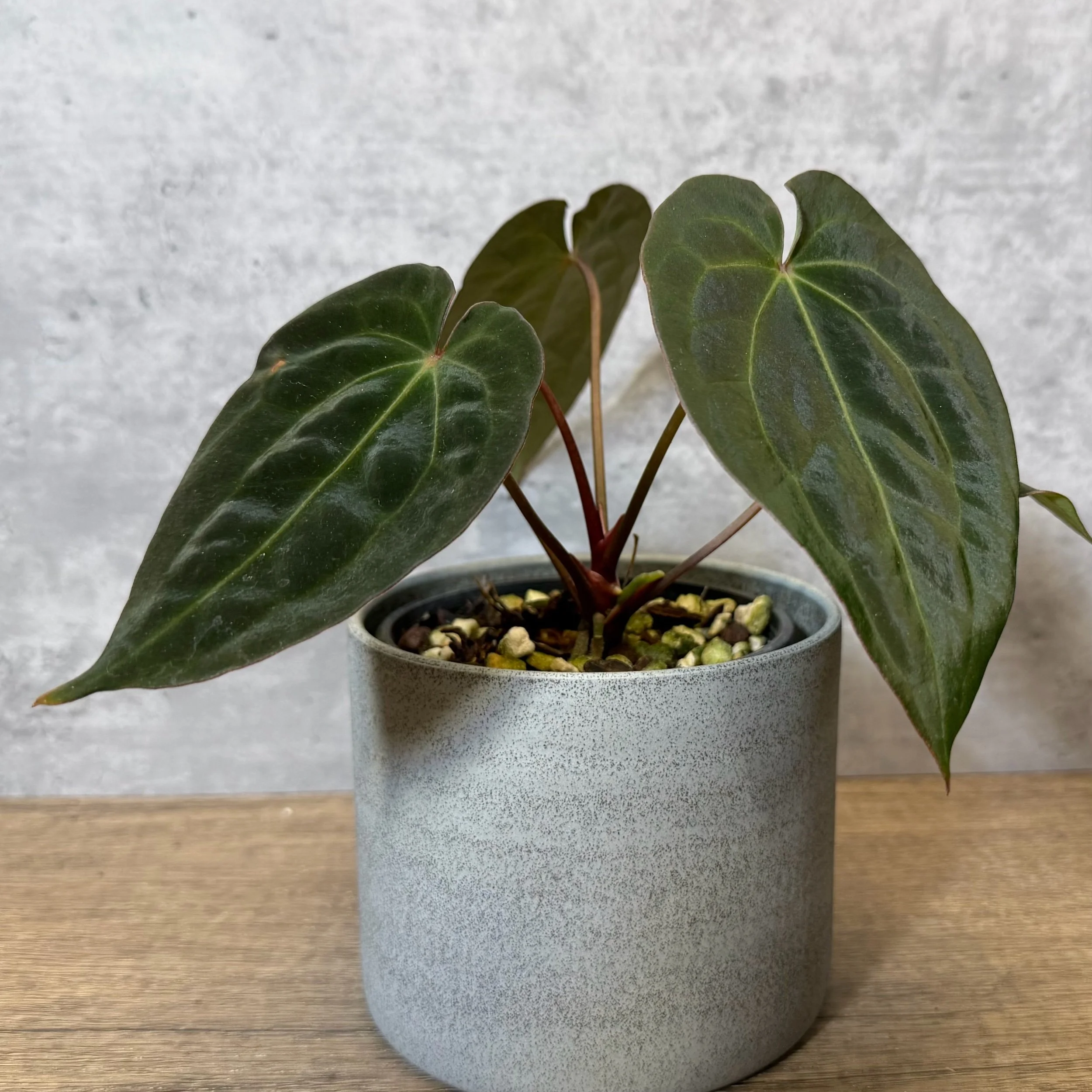 Anthurium 'Purple Haze' (Breeders Choice)