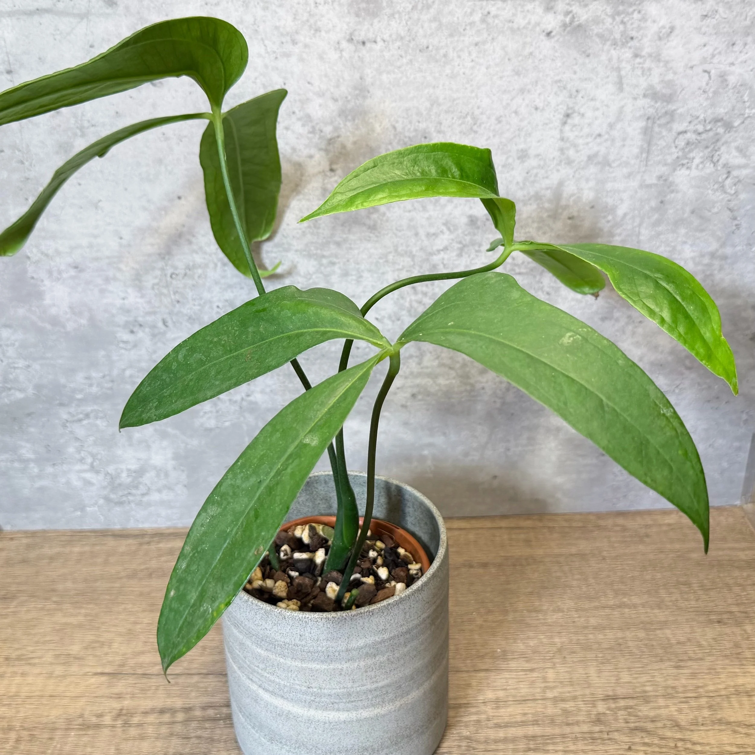 Anthurium NOID (palmate foliage)