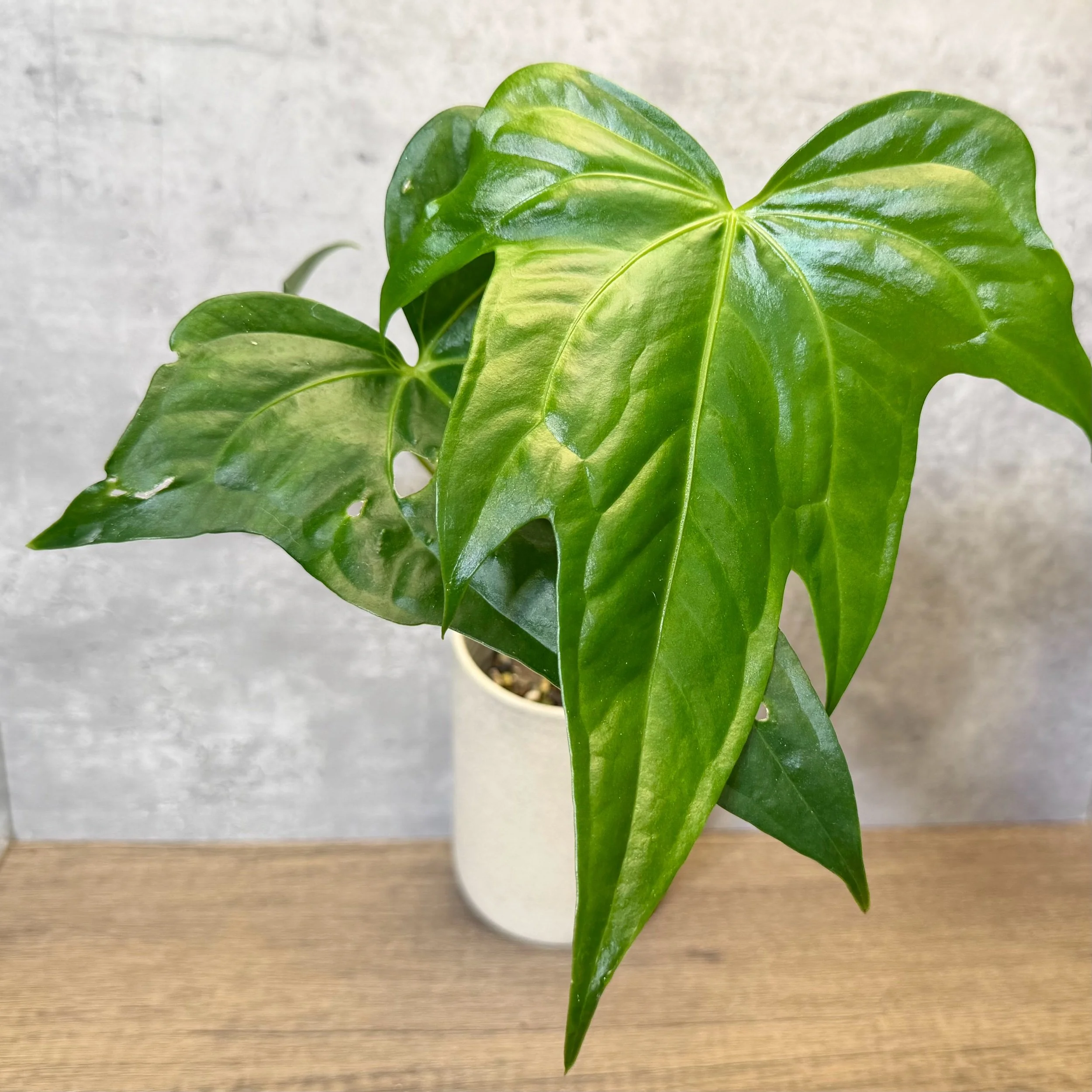 Anthurium pedatoradiatum