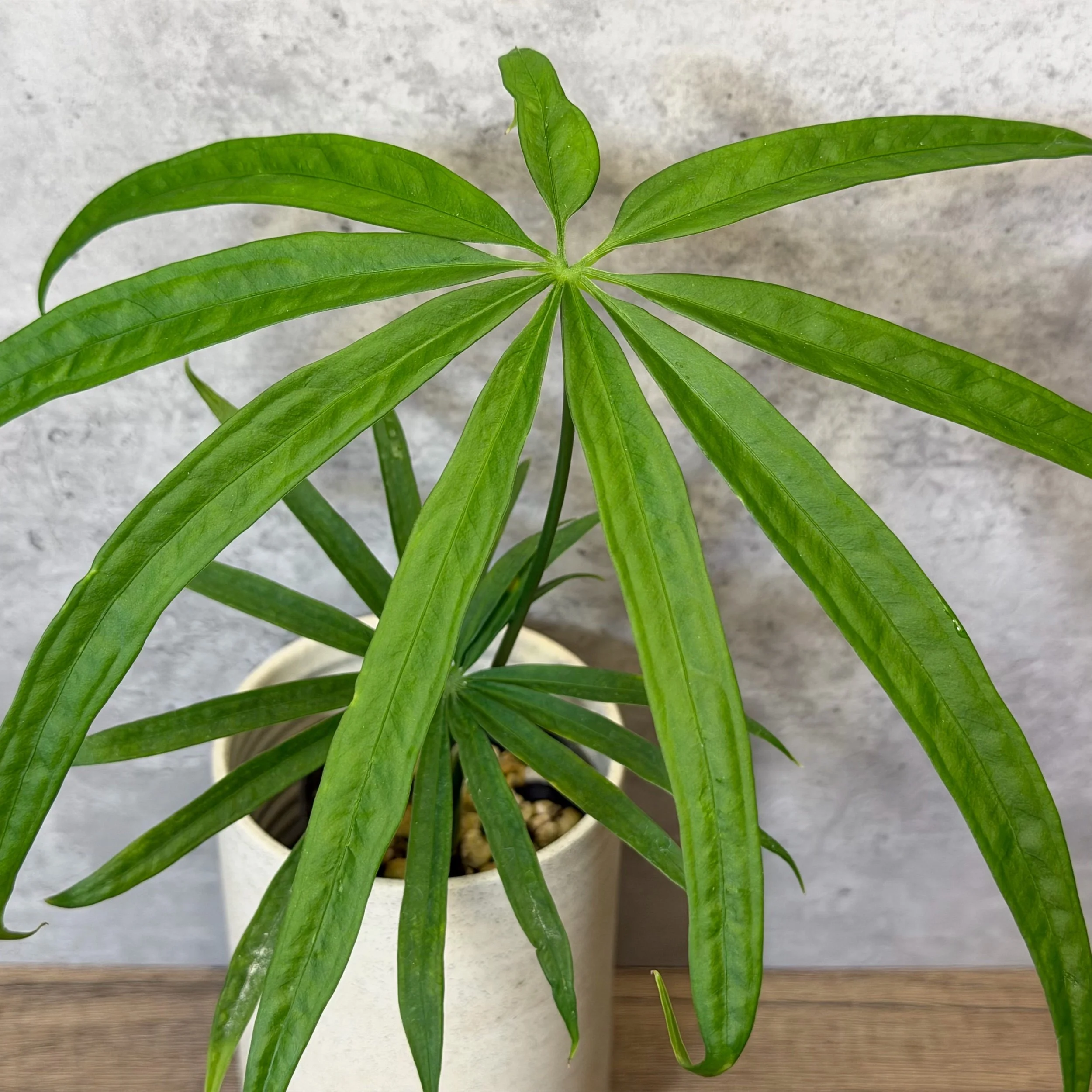 Anthurium polydactylum