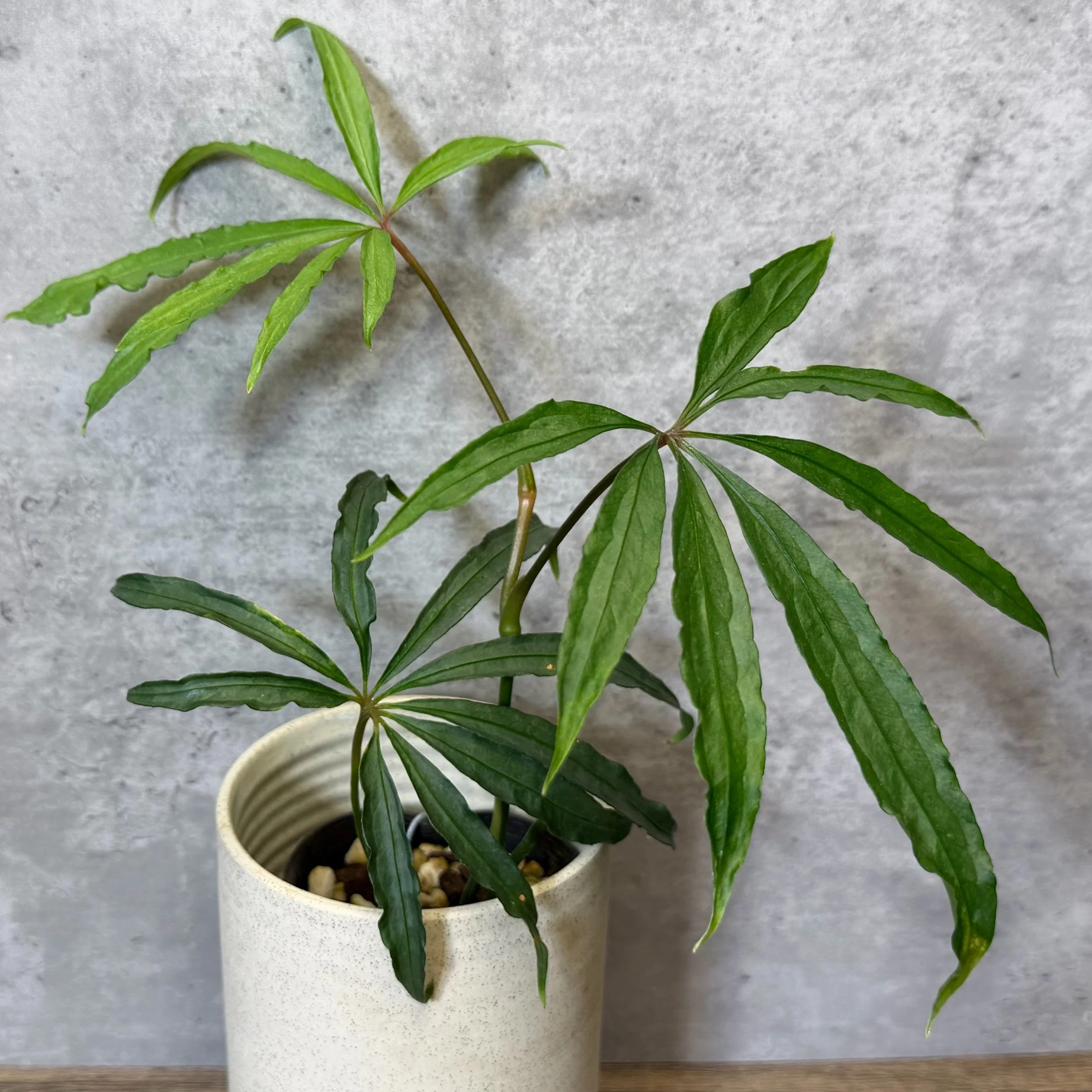 Anthurium polyschistum