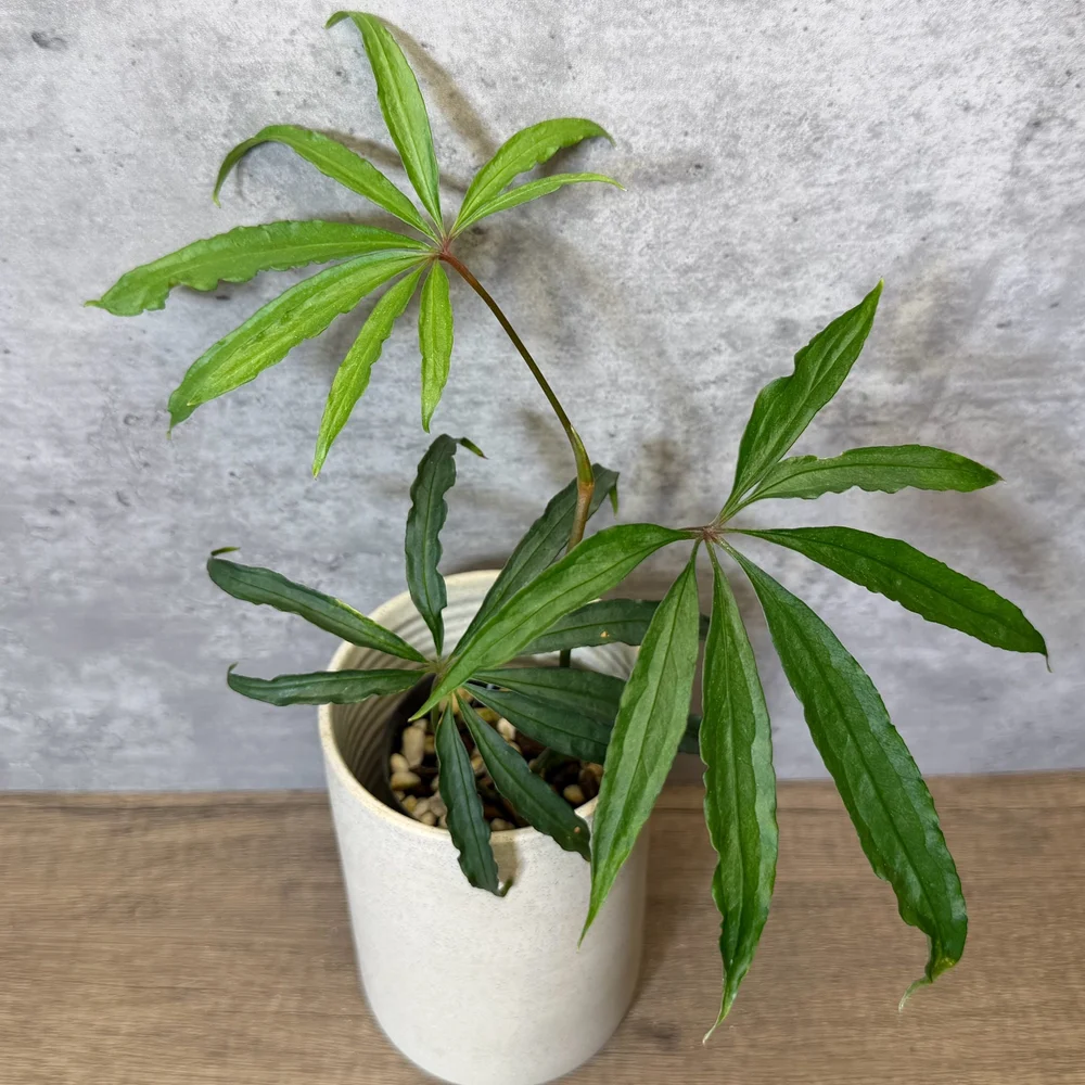 Anthurium polyschistum  HABIT Plants