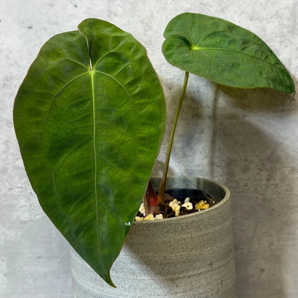 Anthurium papilillaminum x dressleri hybrid — HABIT Plants