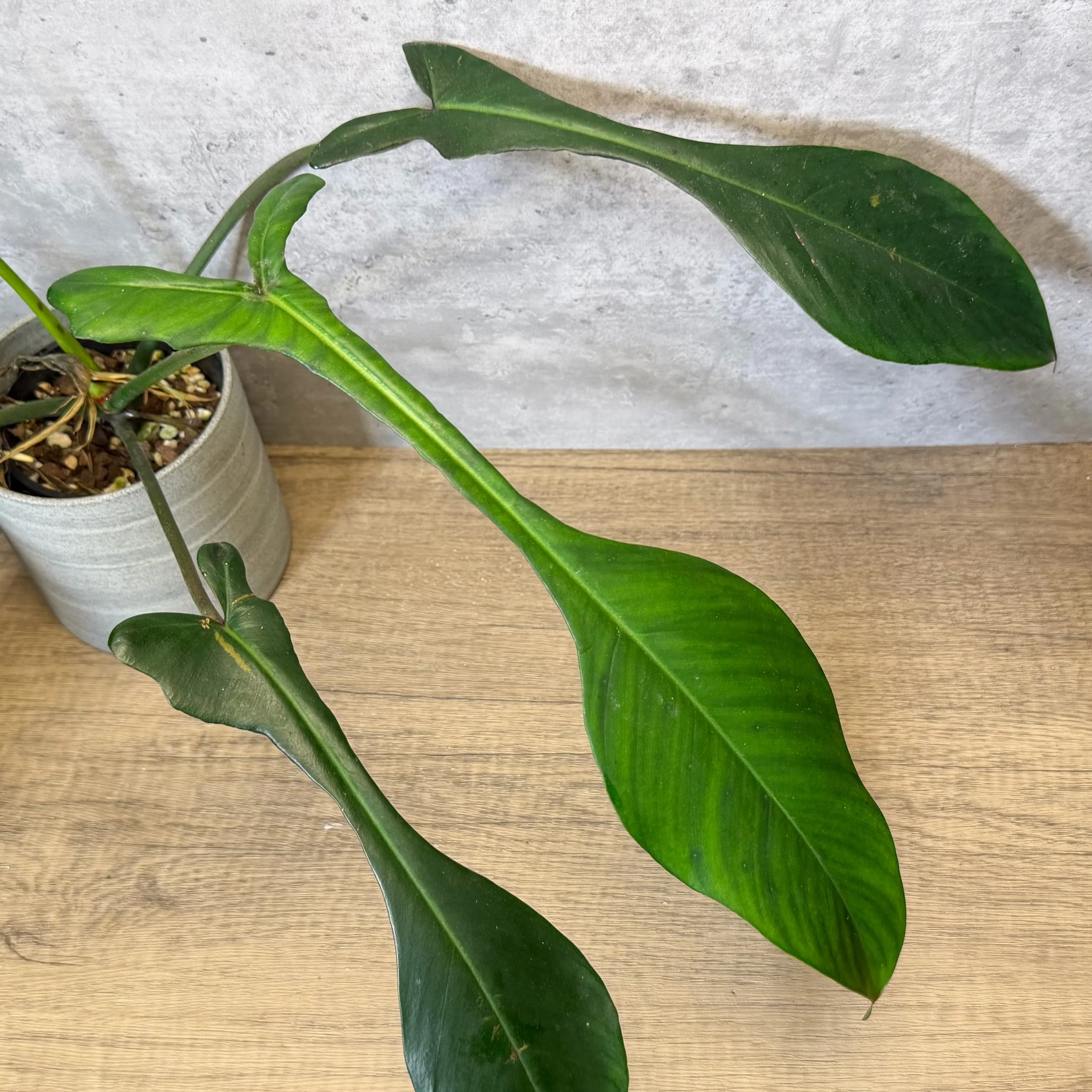 Philodendron joepii