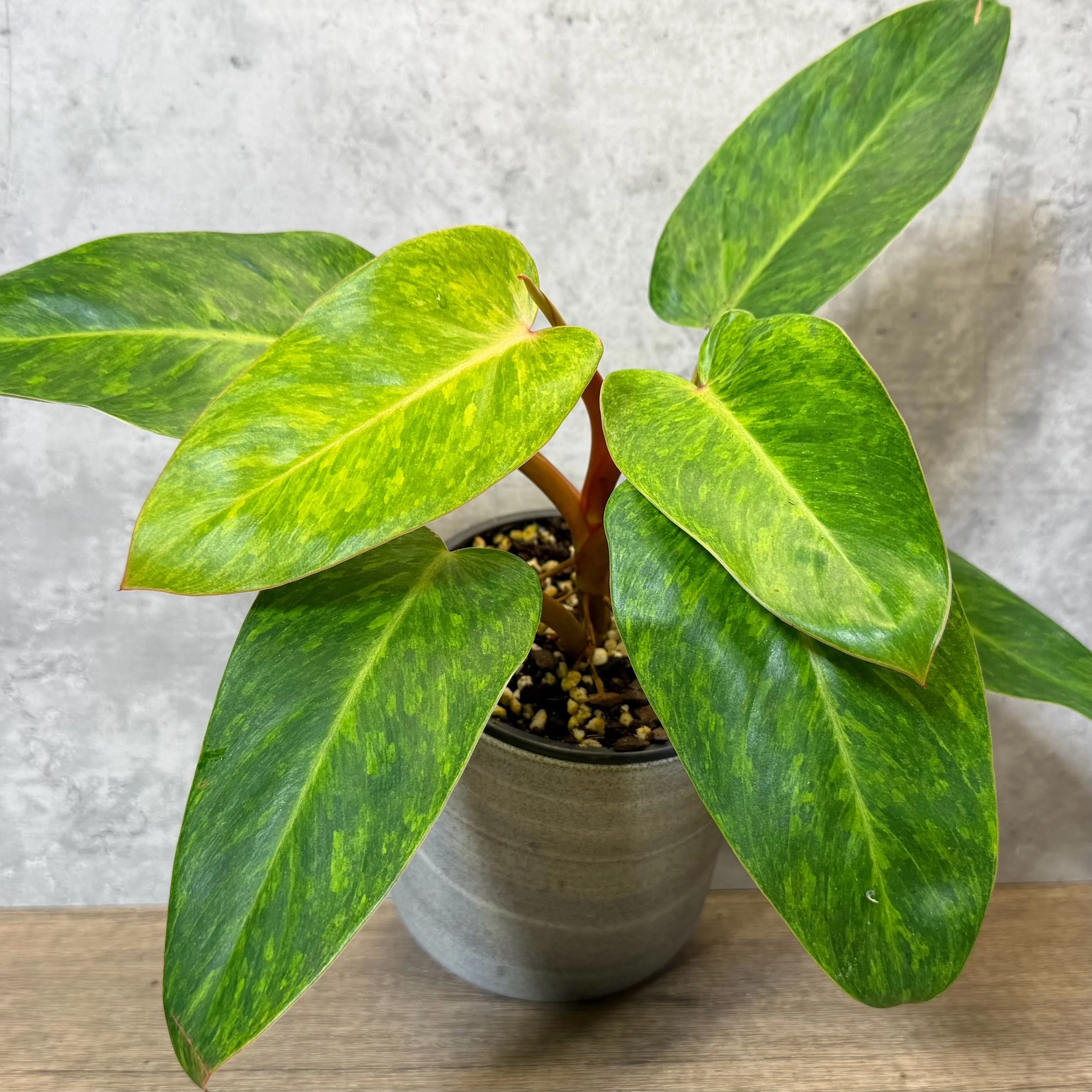 Philodendron erubescens ‘Painted Lady’