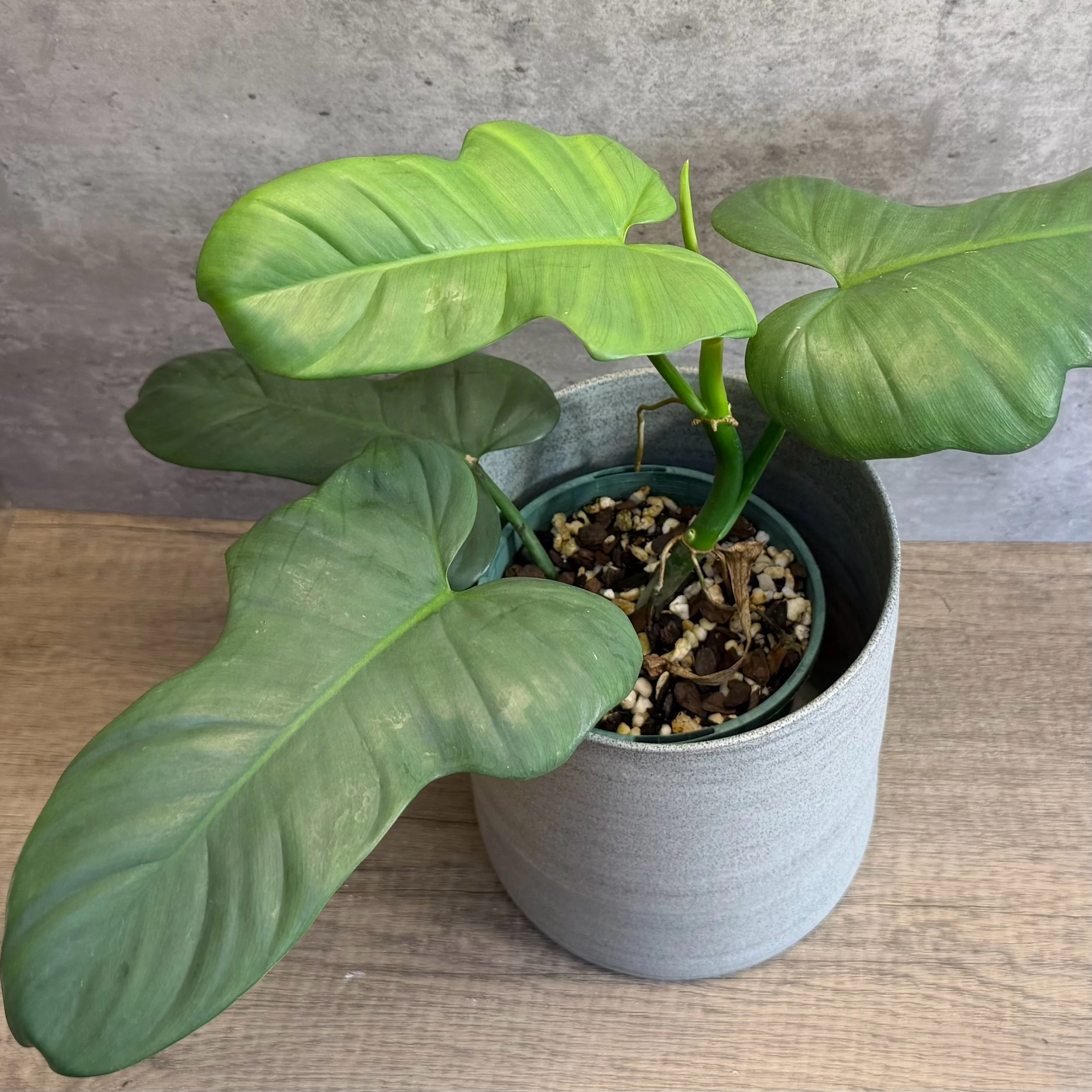 Philodendron bipennifolium