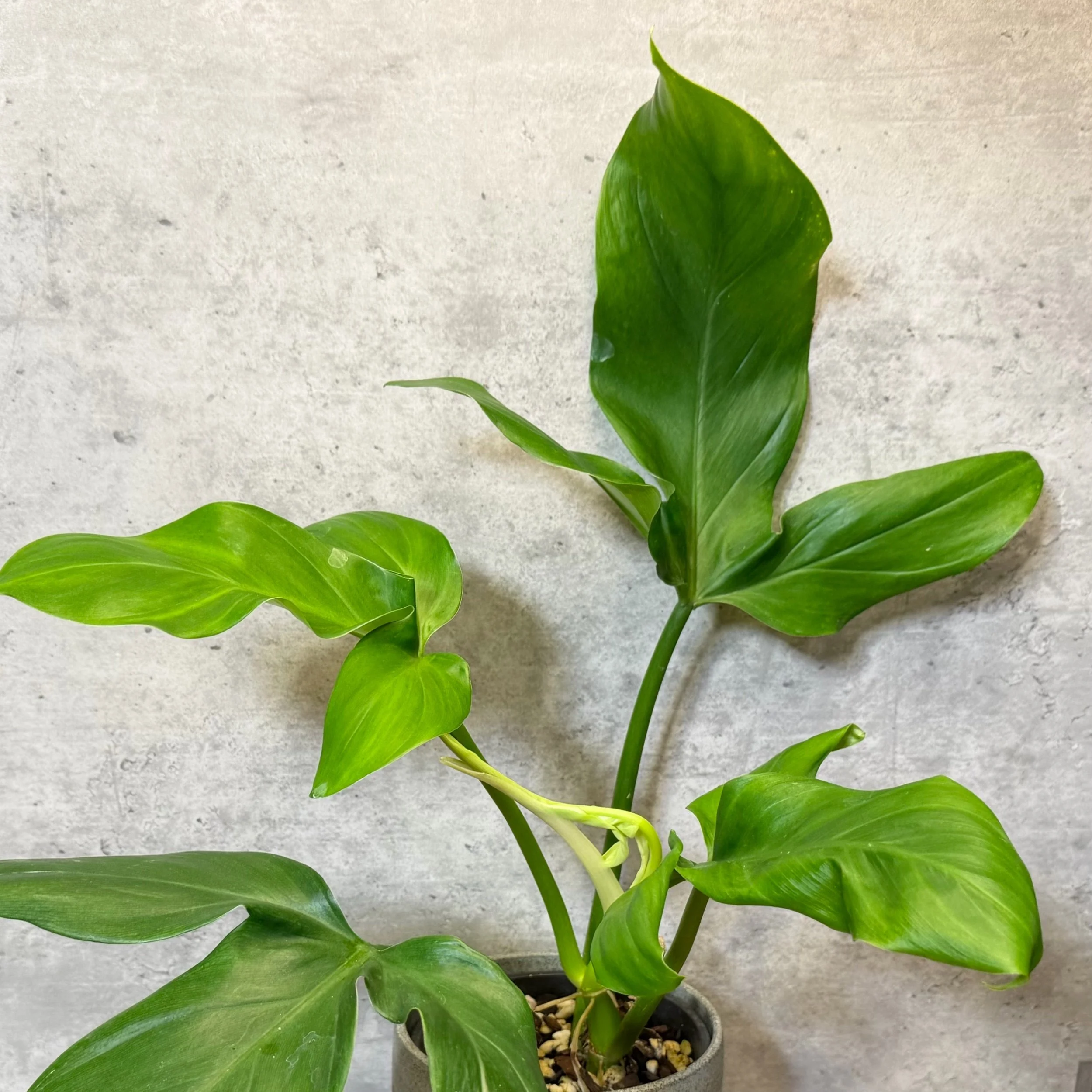 Philodendron tripartitum