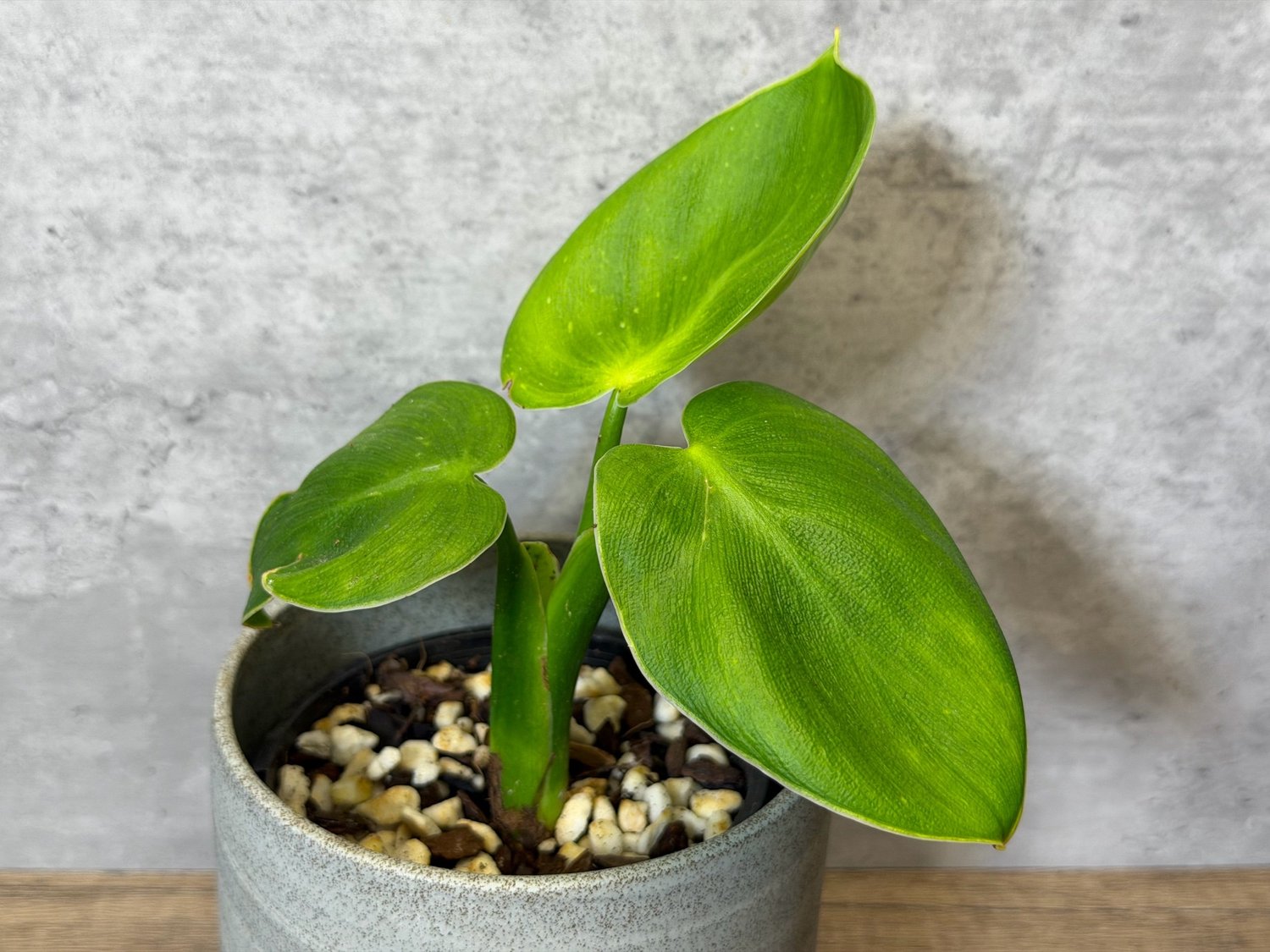 Philodendron rugosum  HABIT Plants