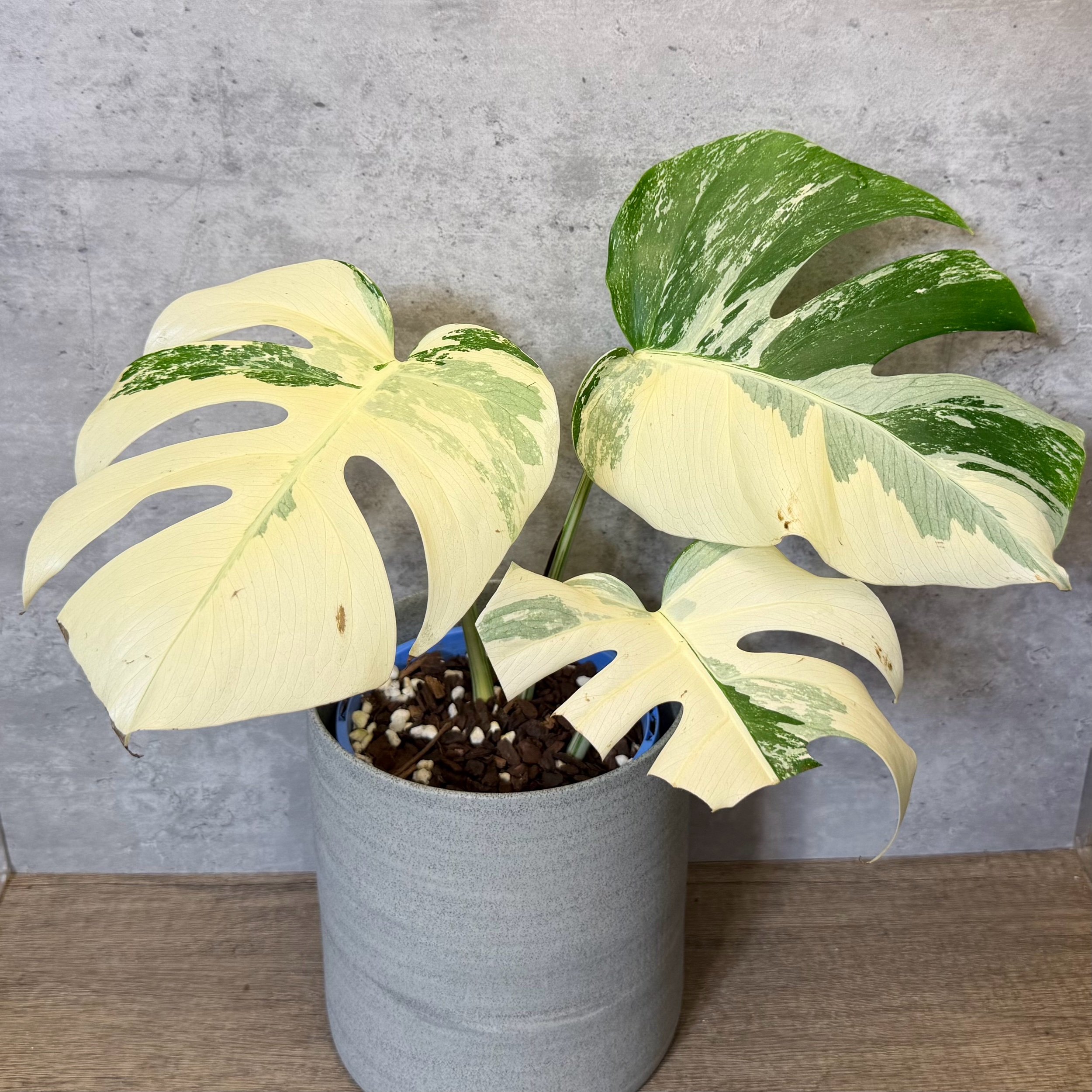 Monstera deliciosa var. borsigiana ‘albo variegata’