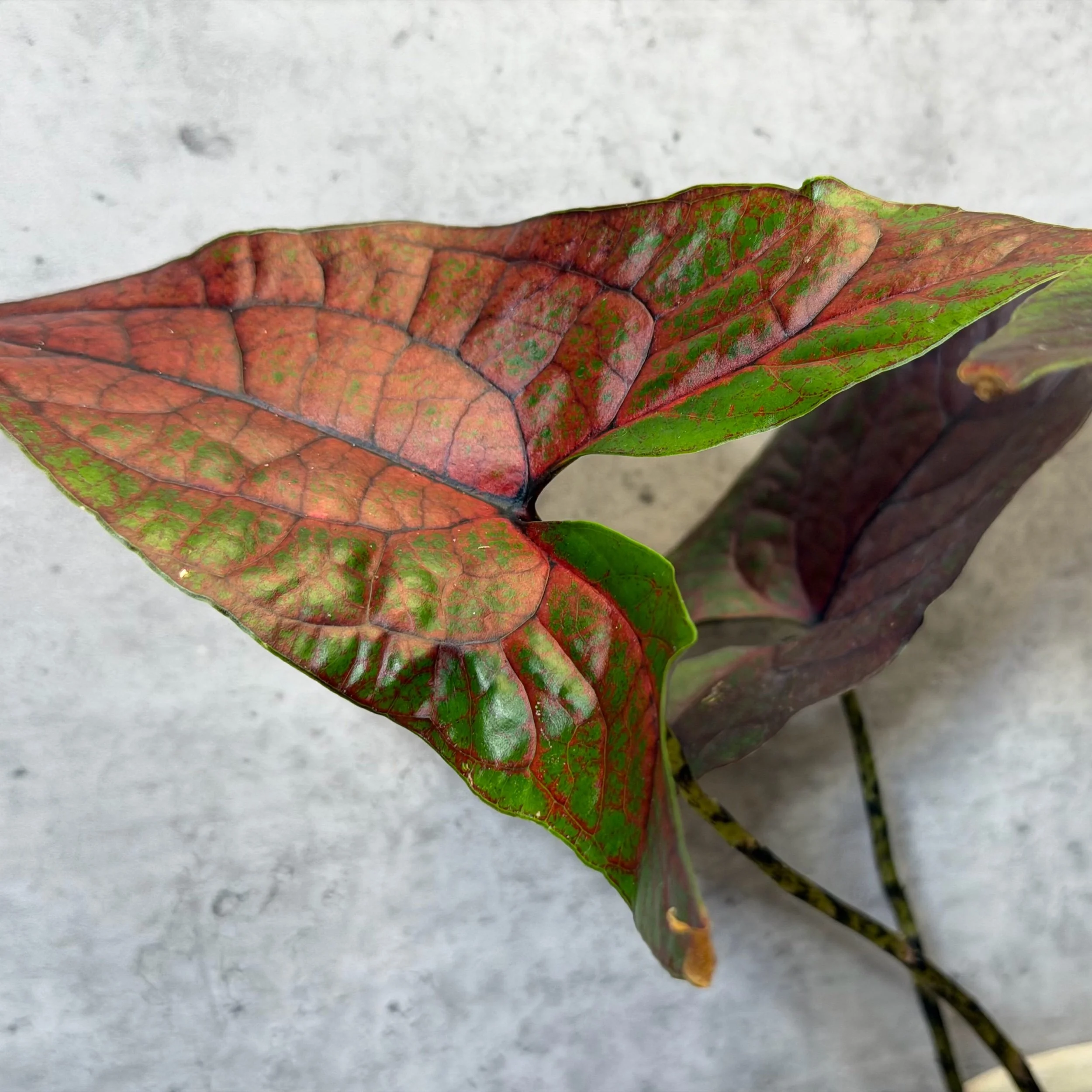 Cyrtosperma johnstonii