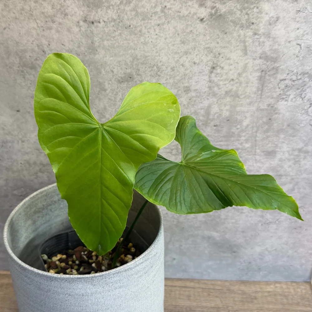 Anthurium balaoanum  HABIT Plants