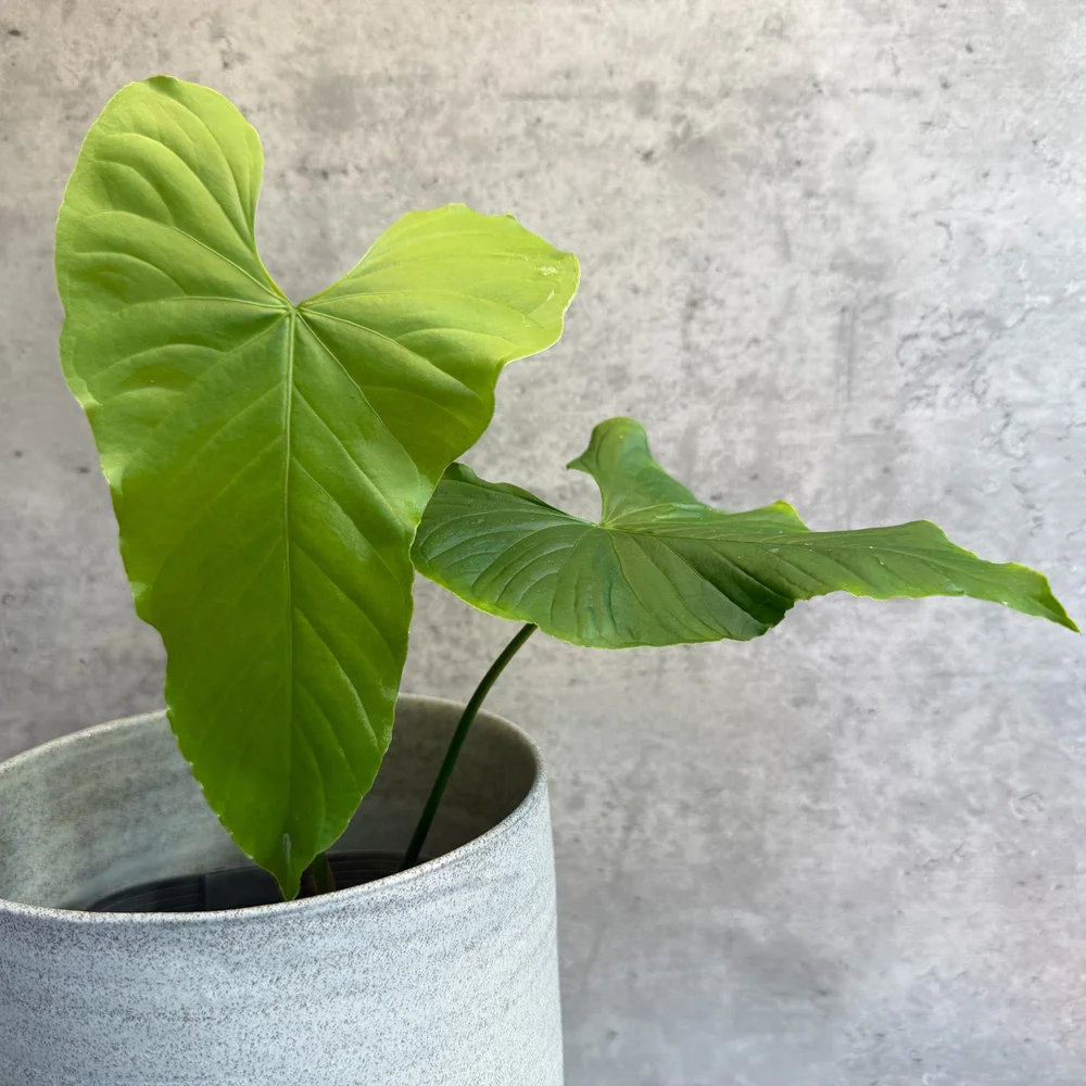 bonsai plant seed Bonsai