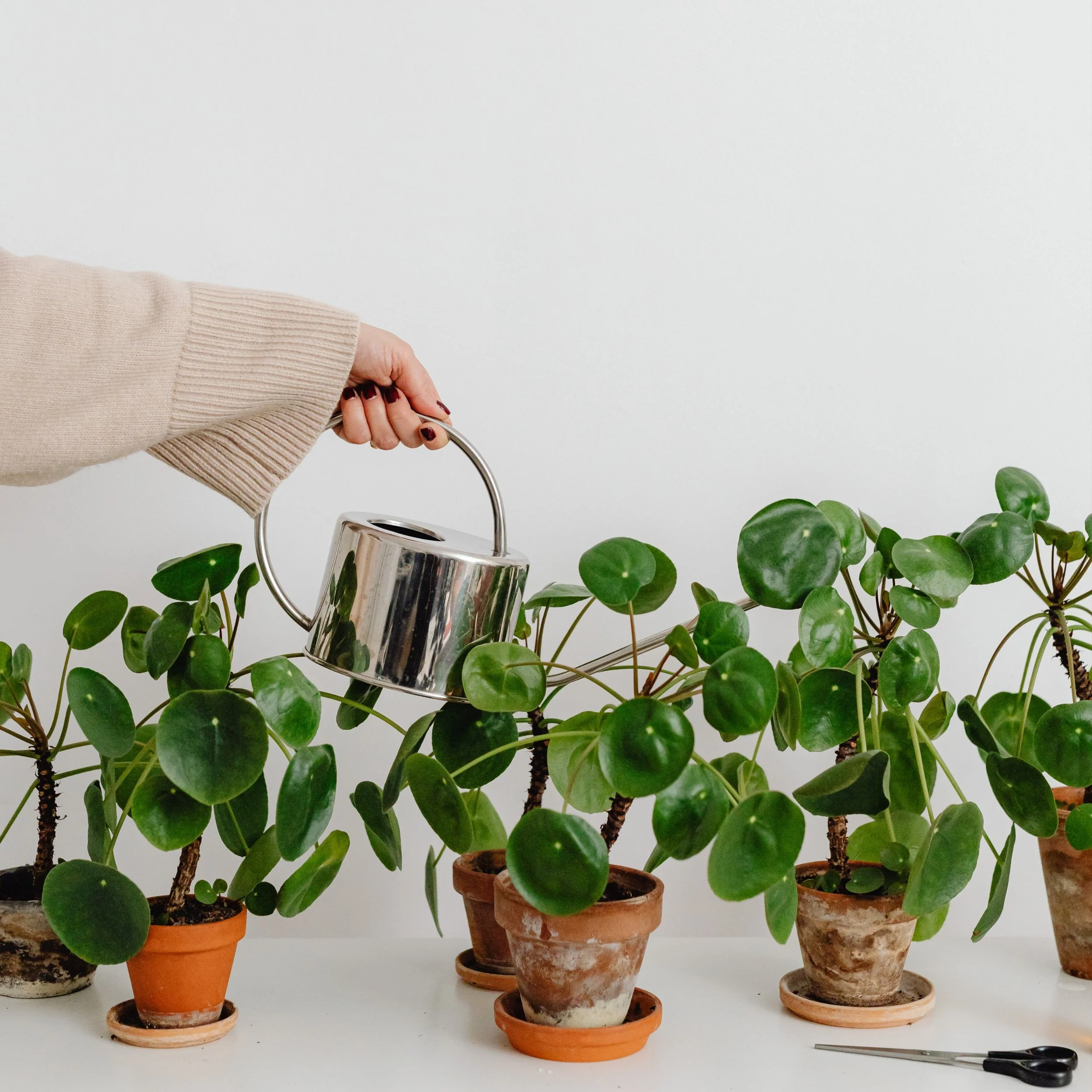 Beginner vs Collector Substrate Strategy