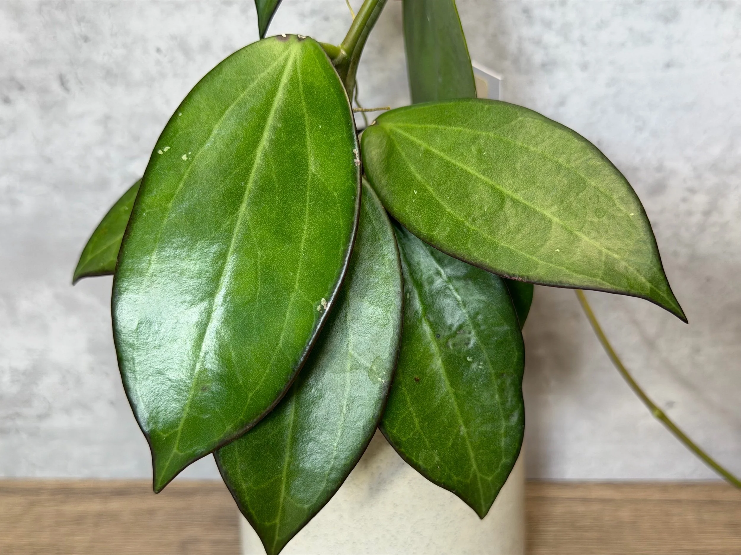 Hoya sp. ‘Dianel ISH’