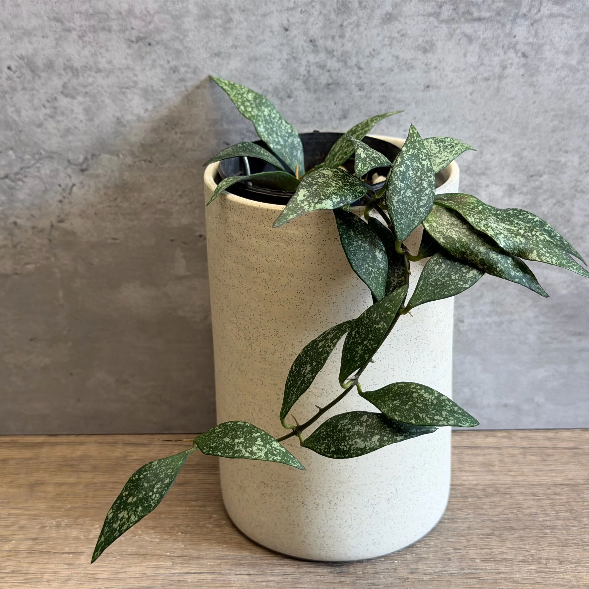 Hoya parviflora 'splash'