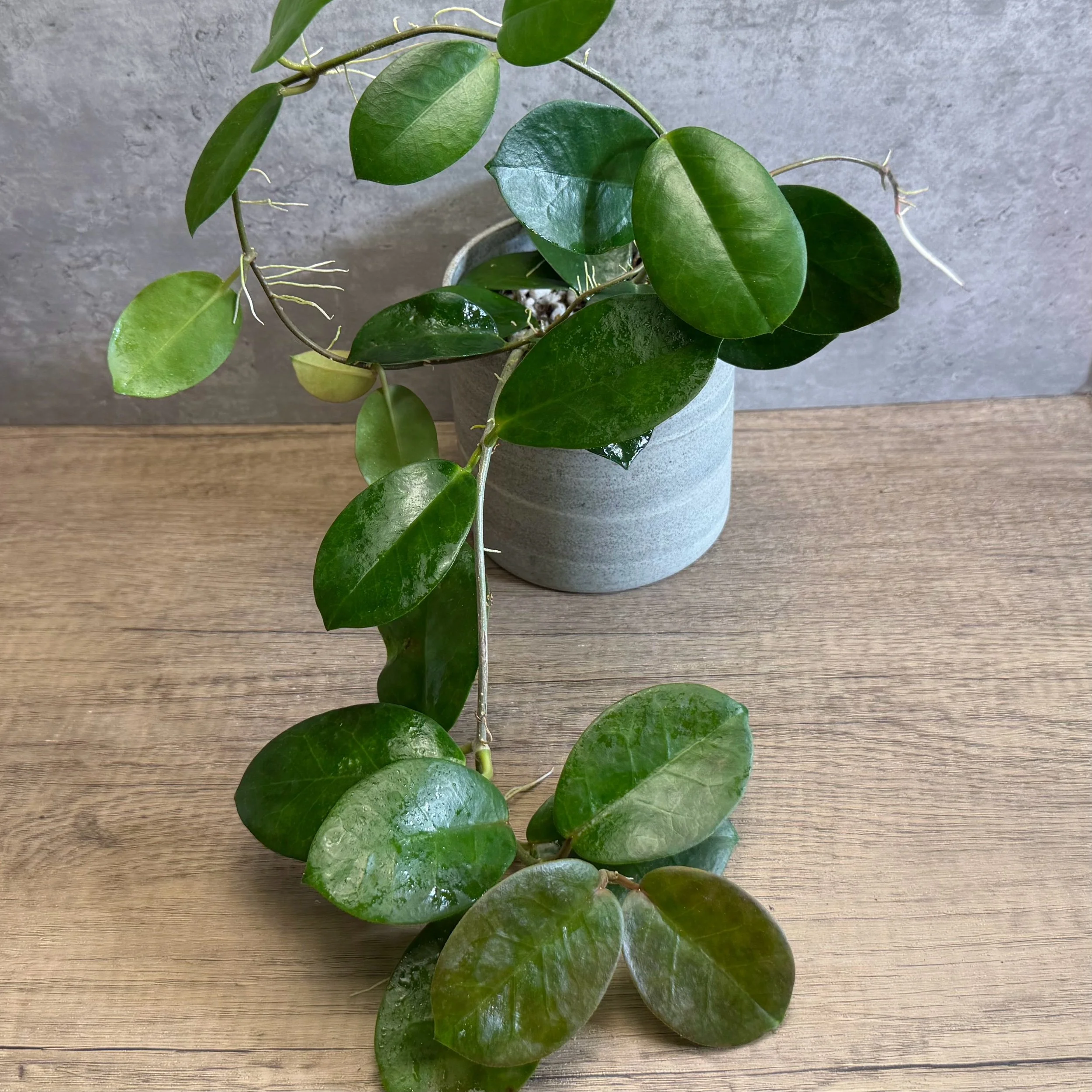 Hoya australis ssp. australis