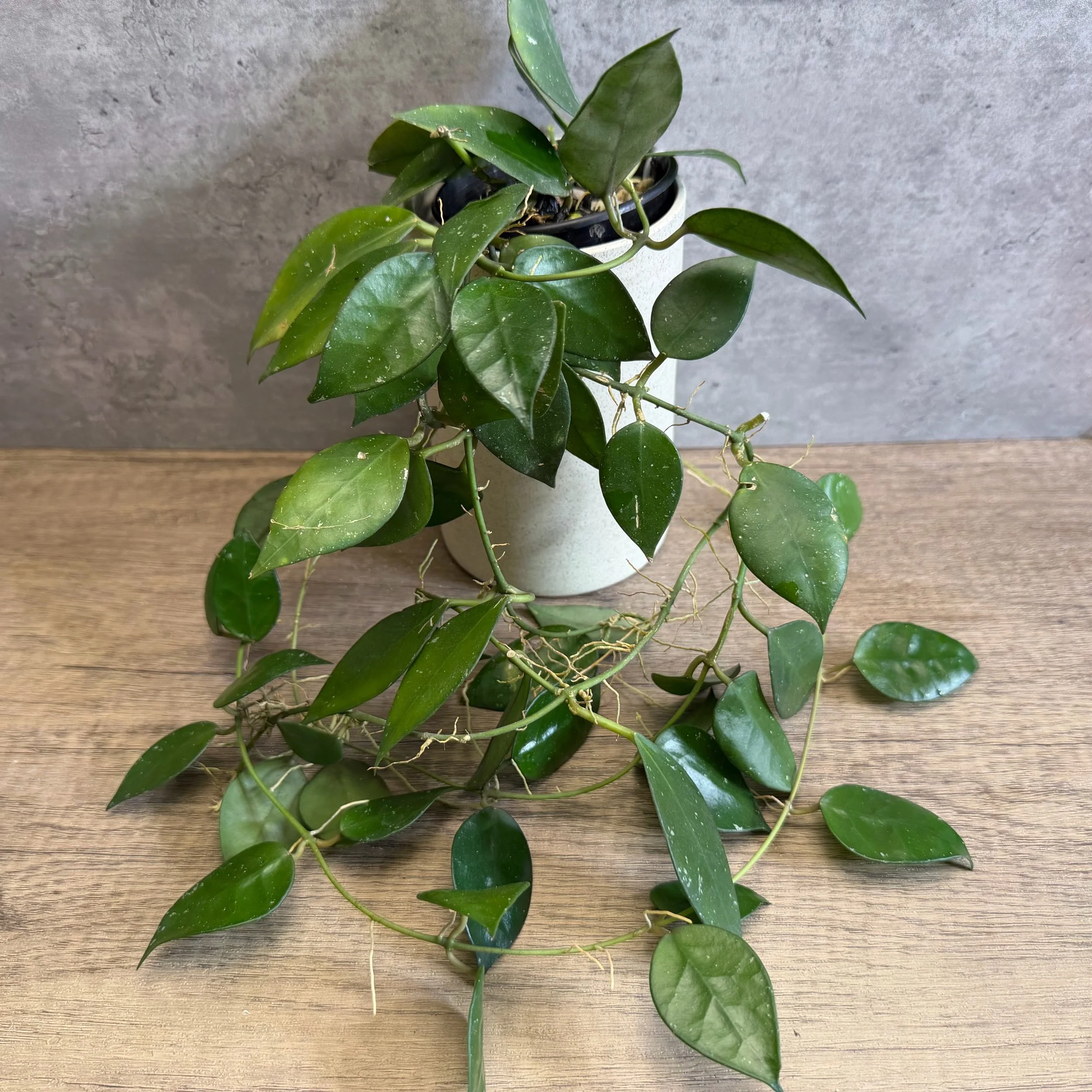 Hoya nabawanensis ‘Sabah’