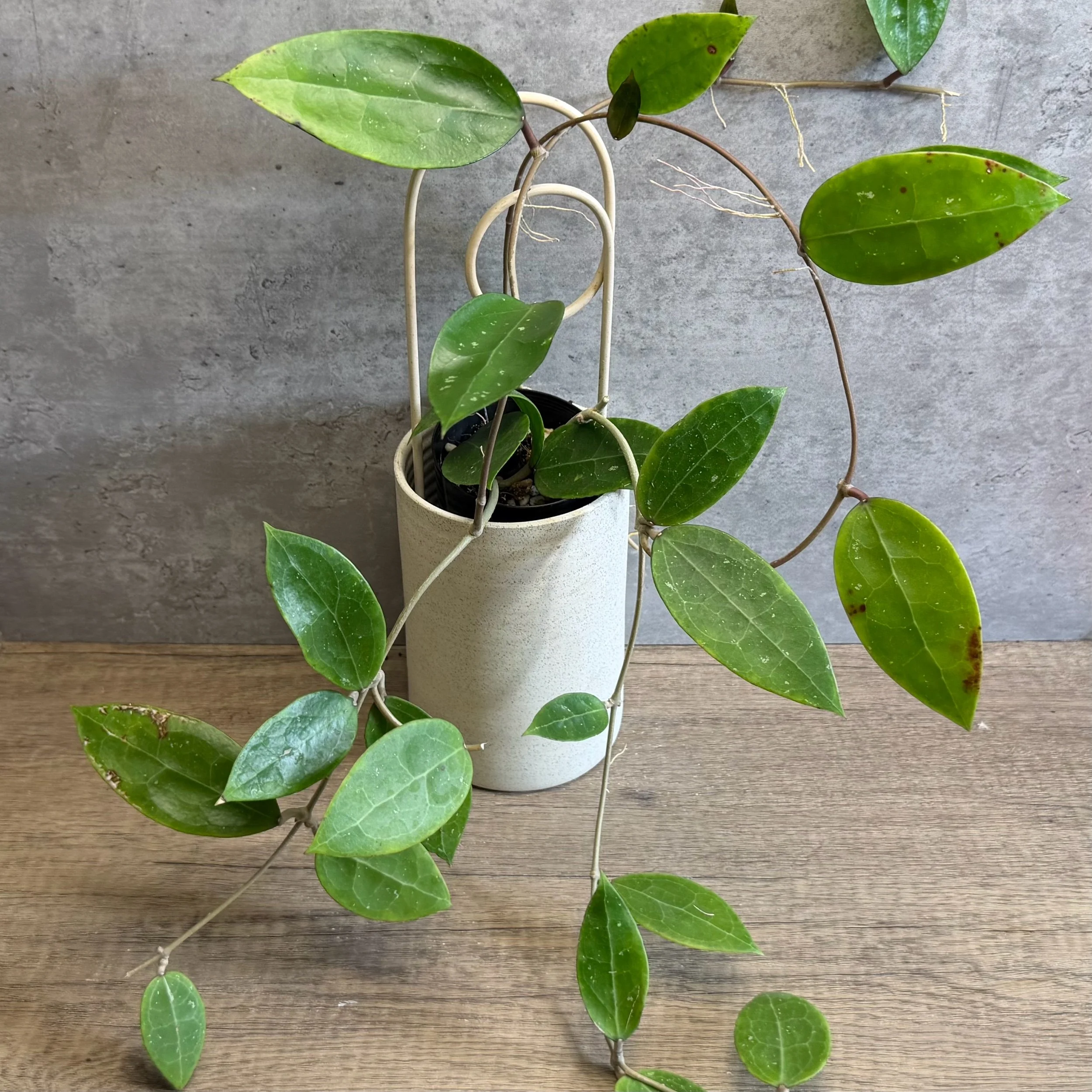 Hoya sp. ‘Bintulu’