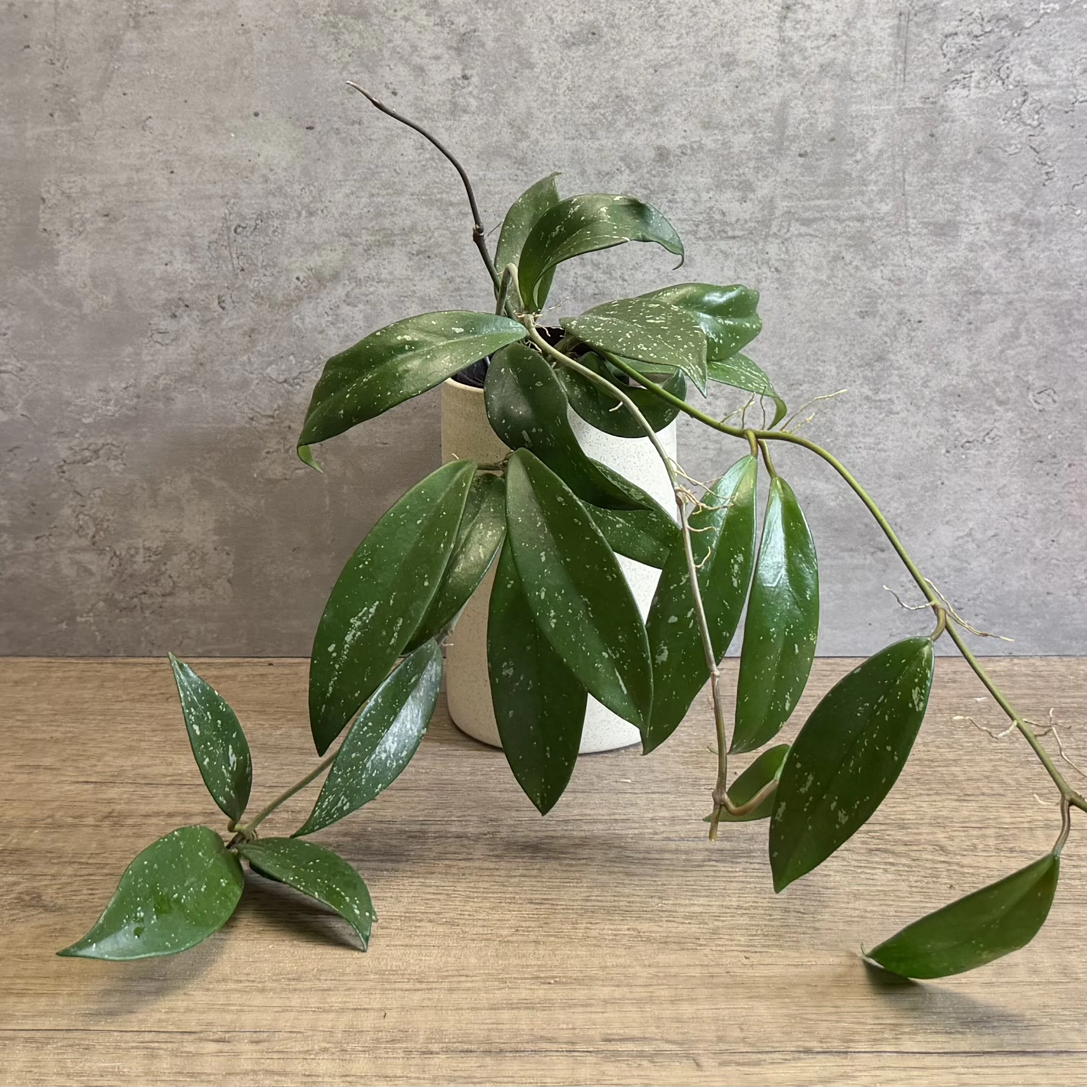 Hoya pubicalyx ‘Royal Hawaiian Purple'