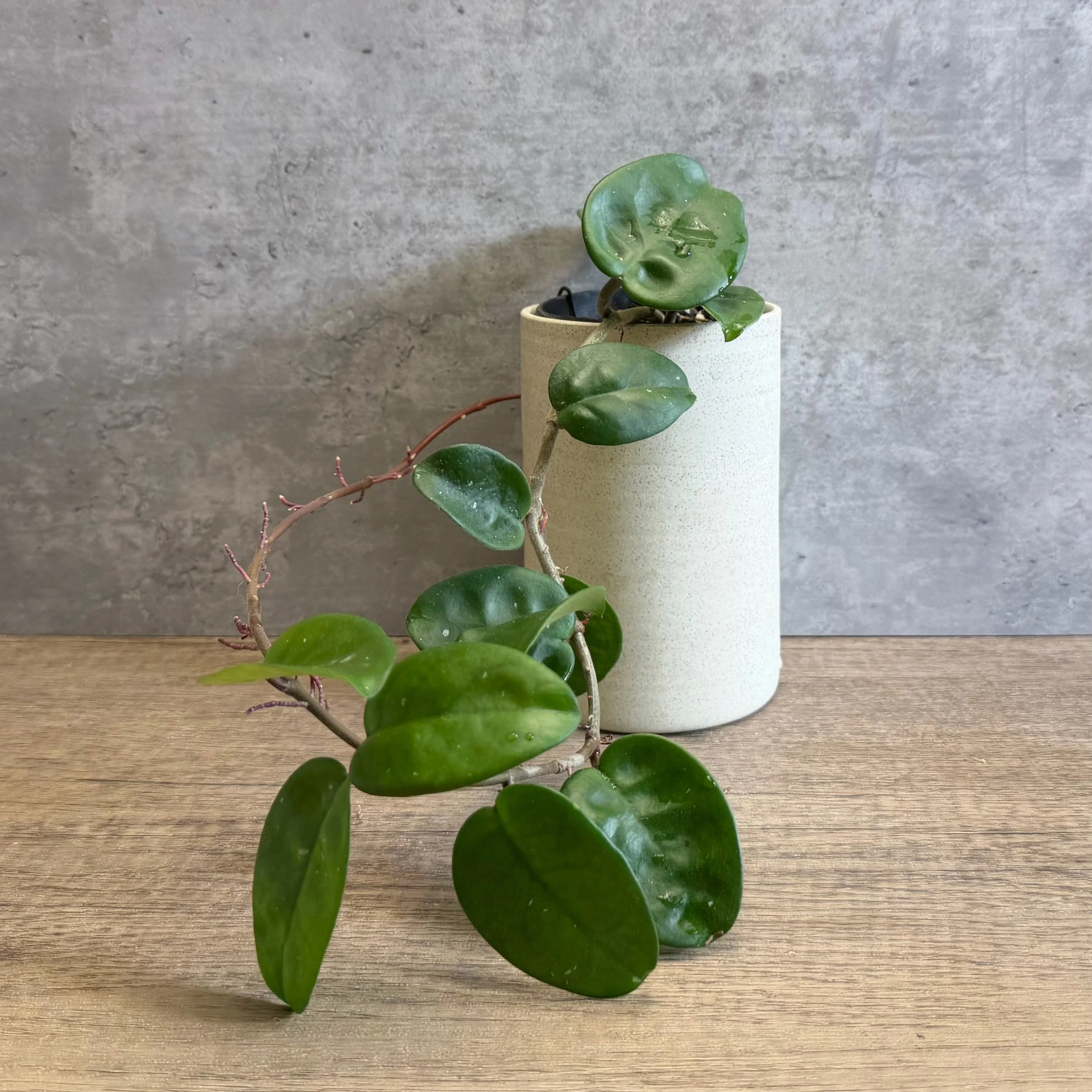 Hoya carnosa compacta cv. 'Krinkle Giant'