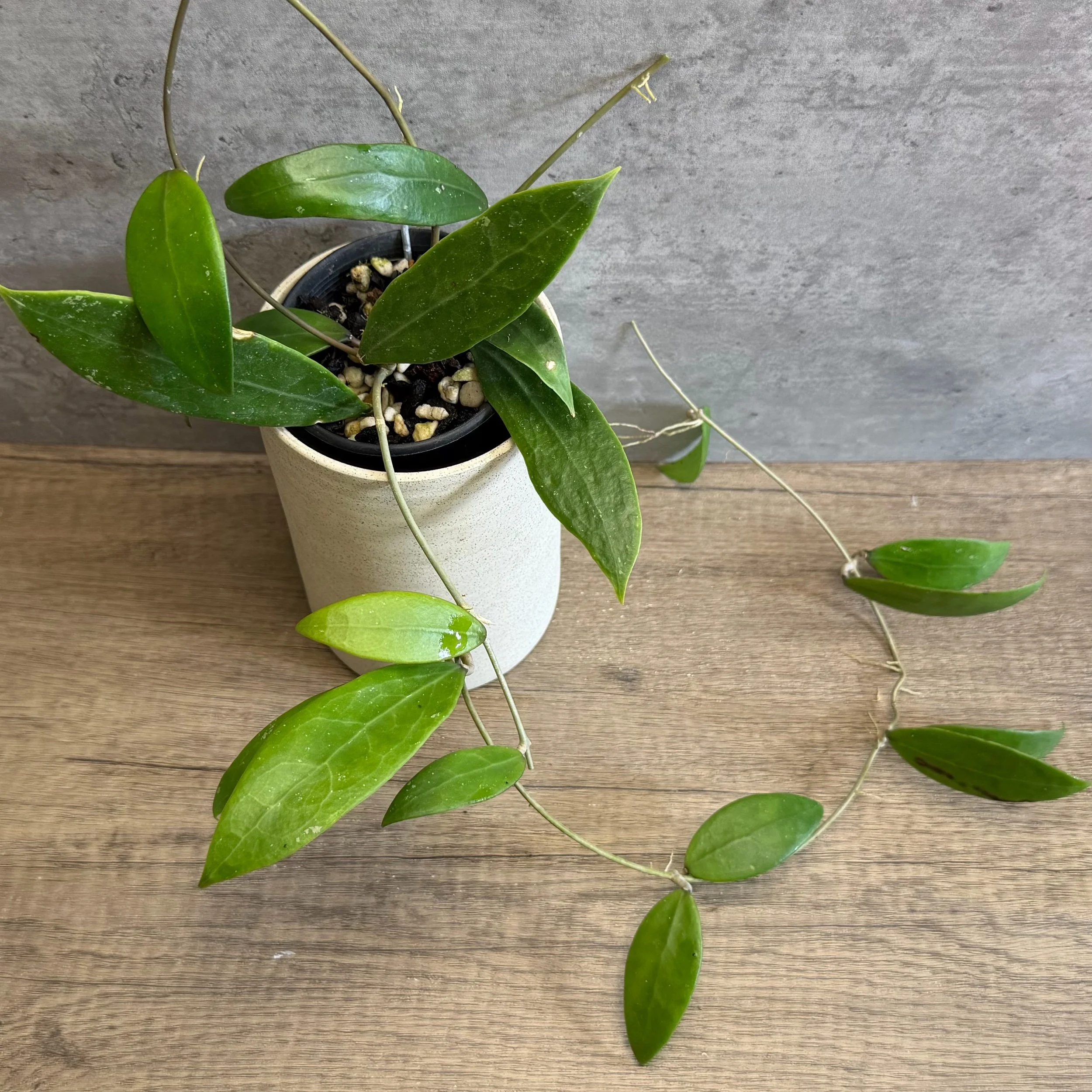 Hoya verticillata var. verticillata