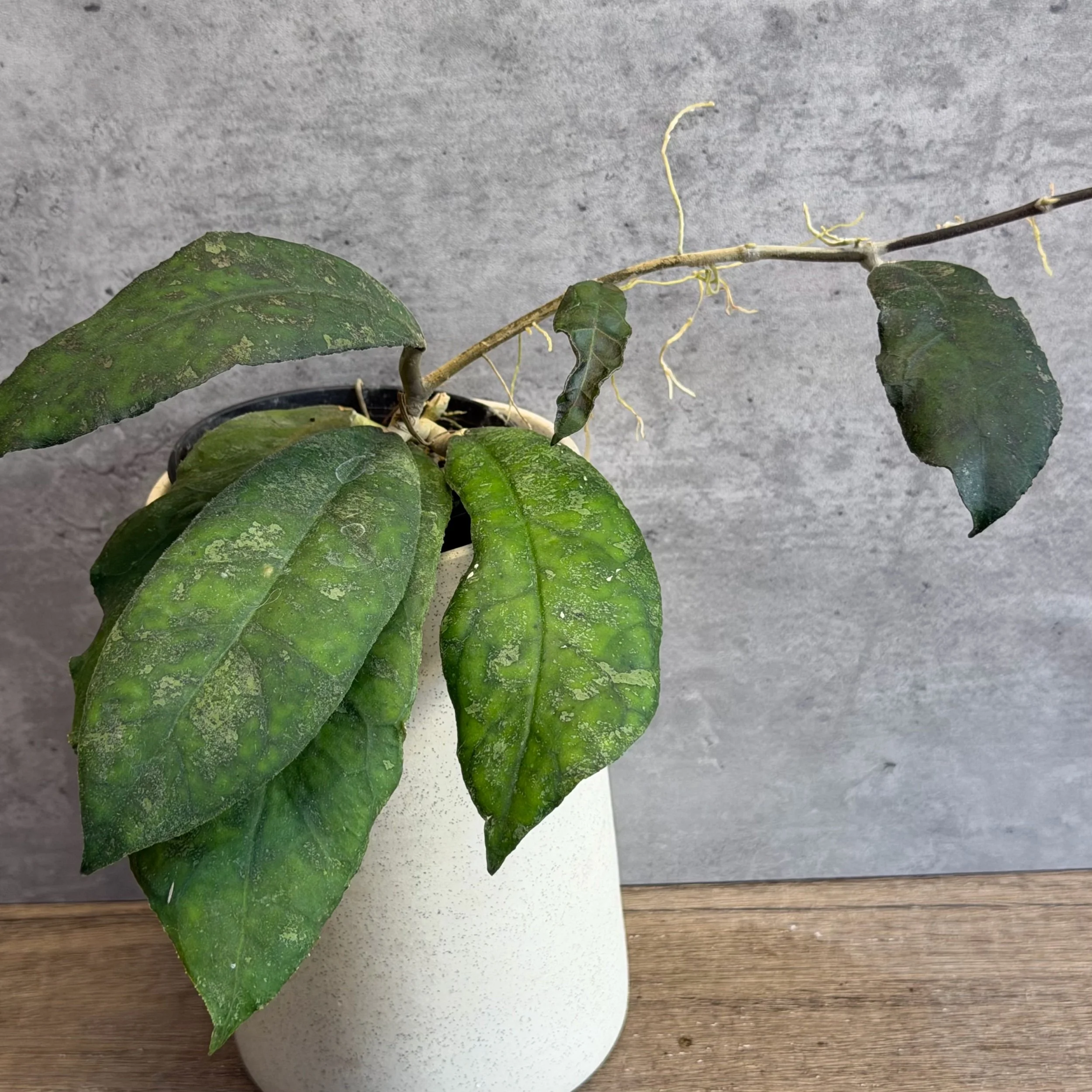 Hoya finlaysonii 'Malaysia'