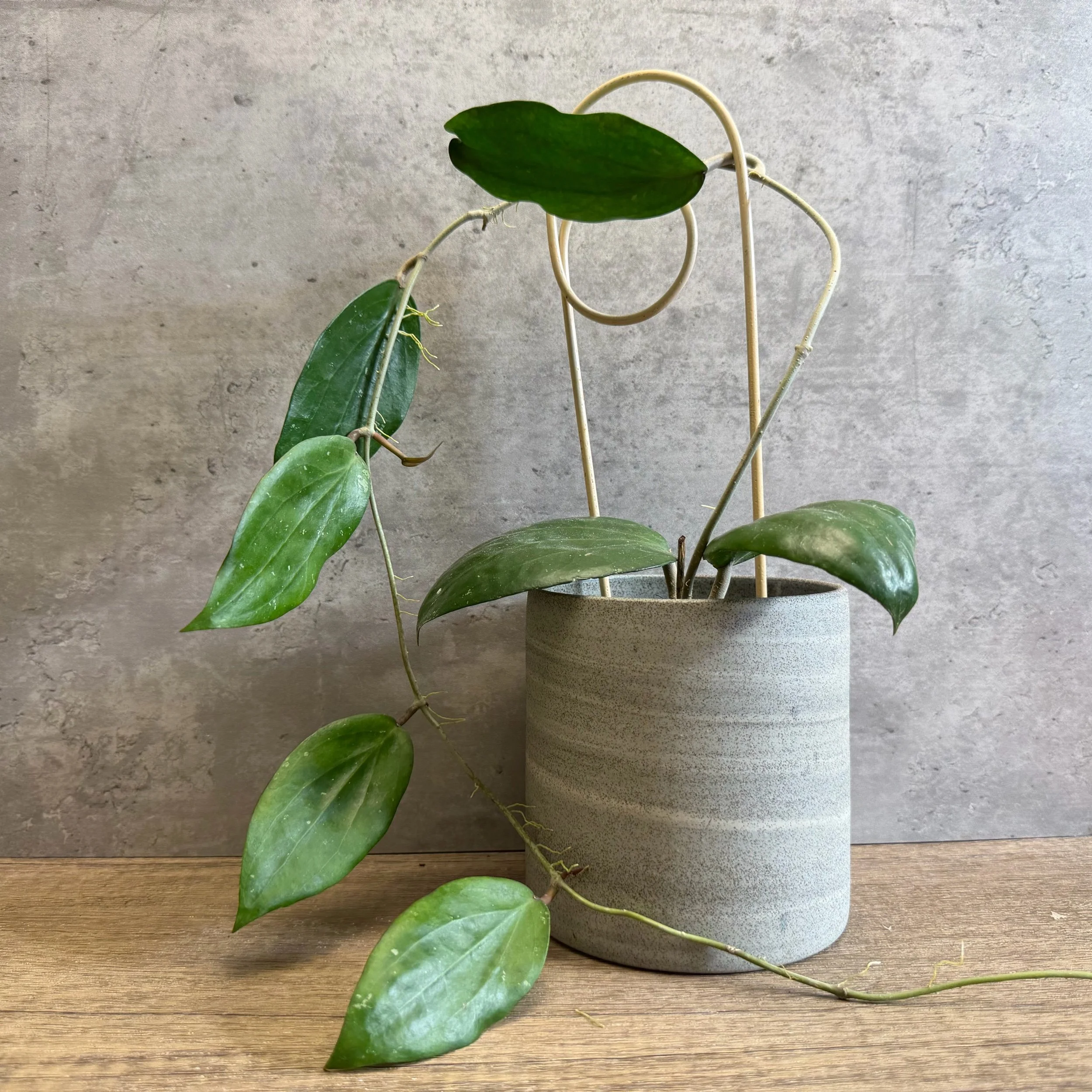 Hoya macrophylla var. purpureo-fusca