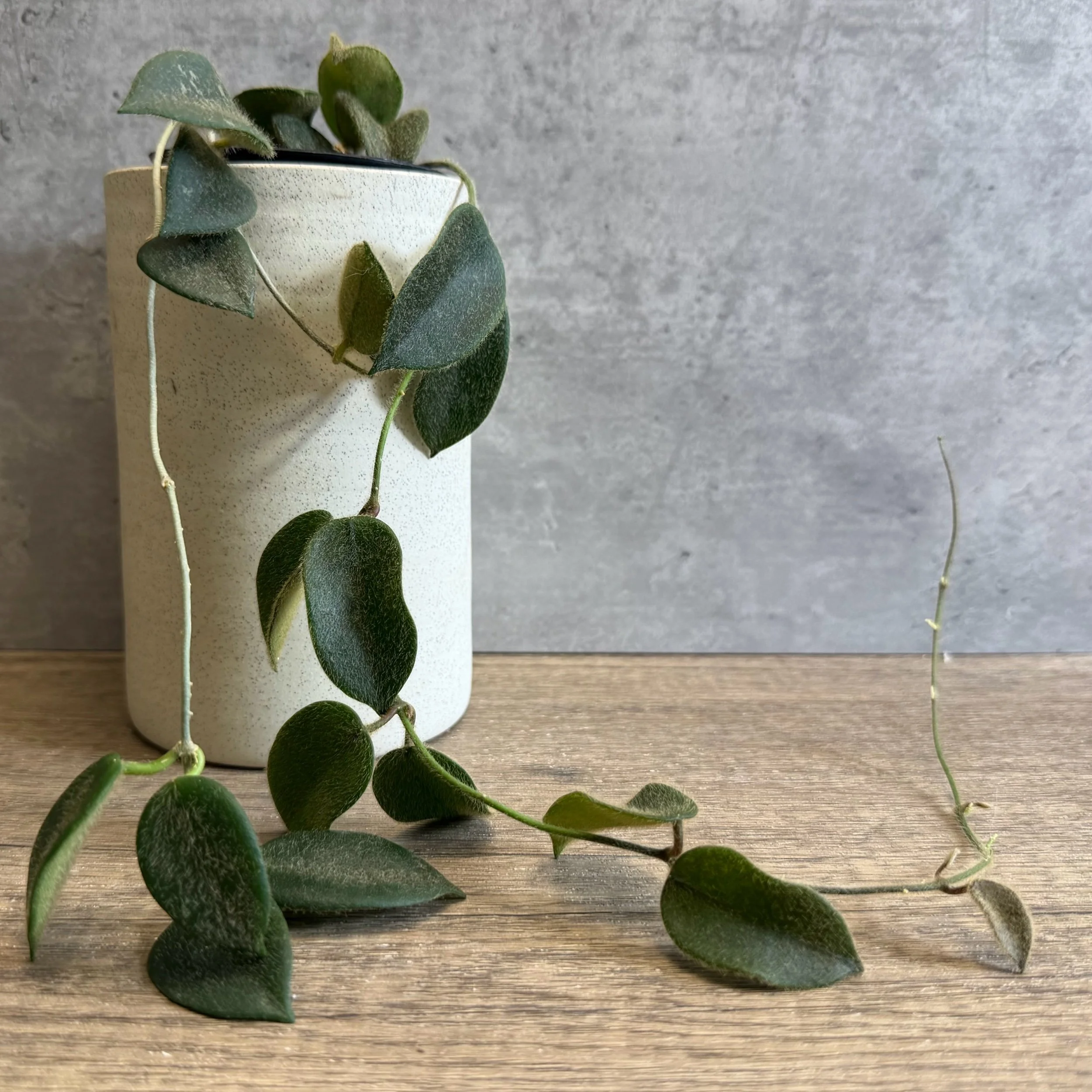 Hoya thomsonii 'Pink'