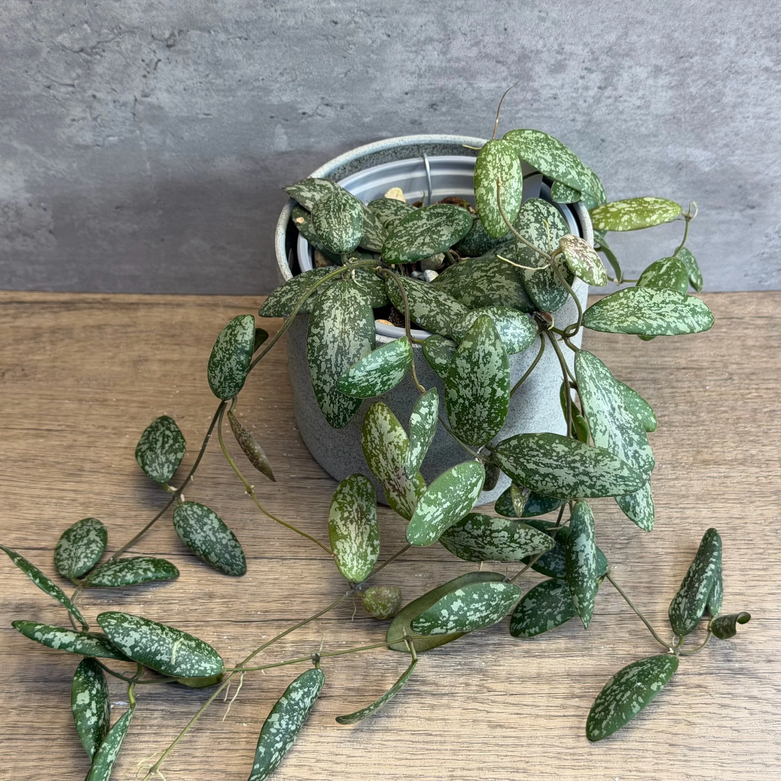 Hoya sigillatis ‘Borneo’