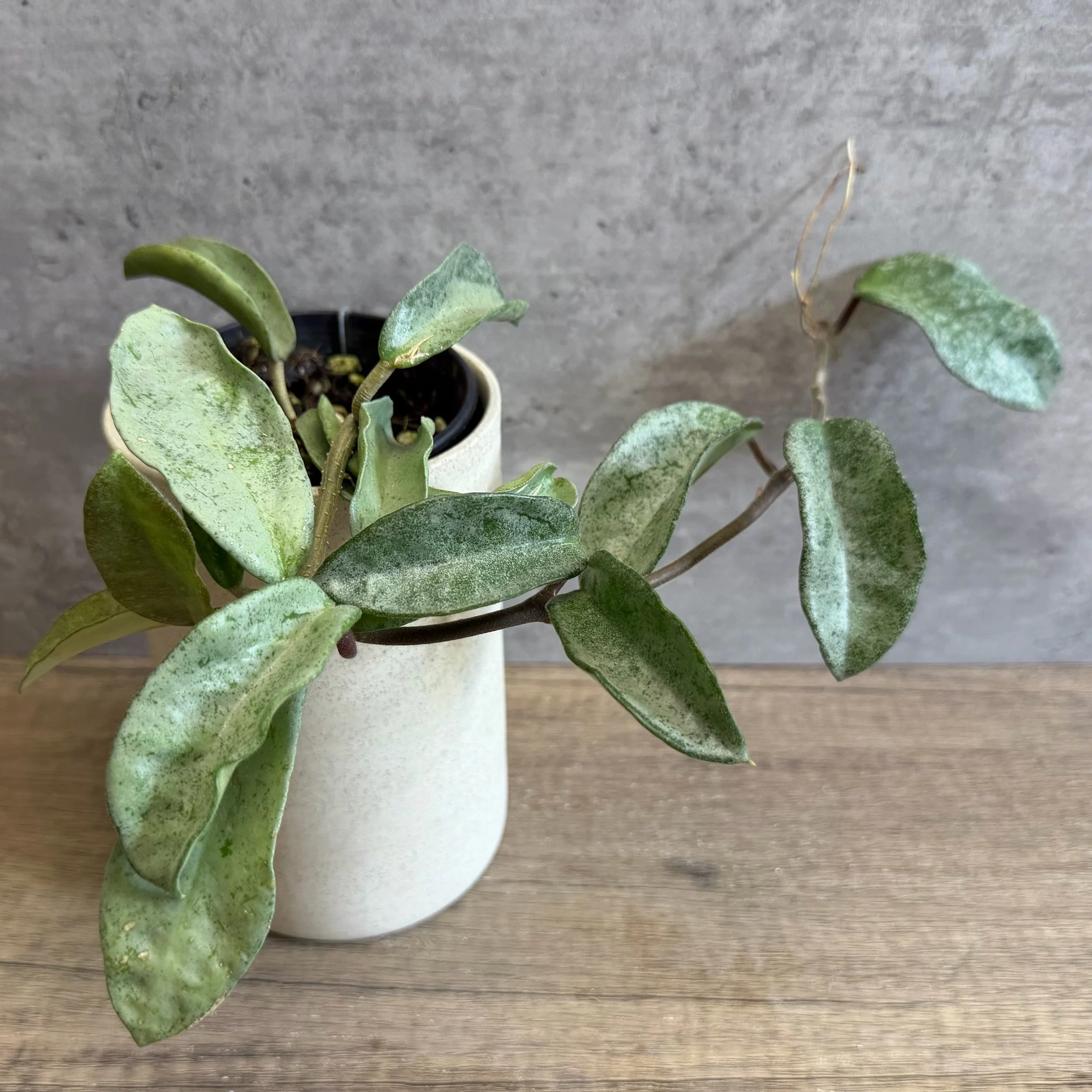 Hoya carnosa 'Grey Ghost'