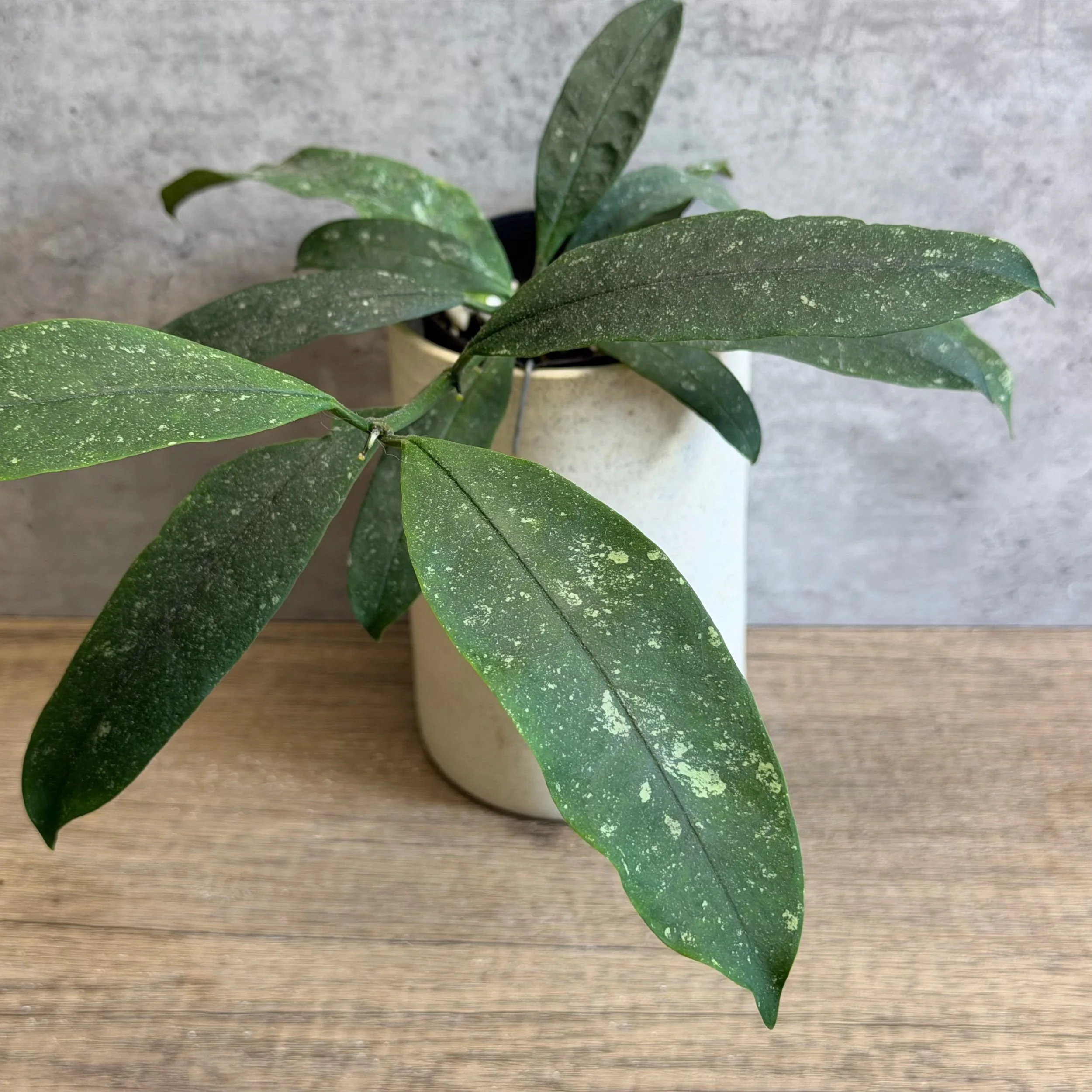 Hoya multiflora 'Java'