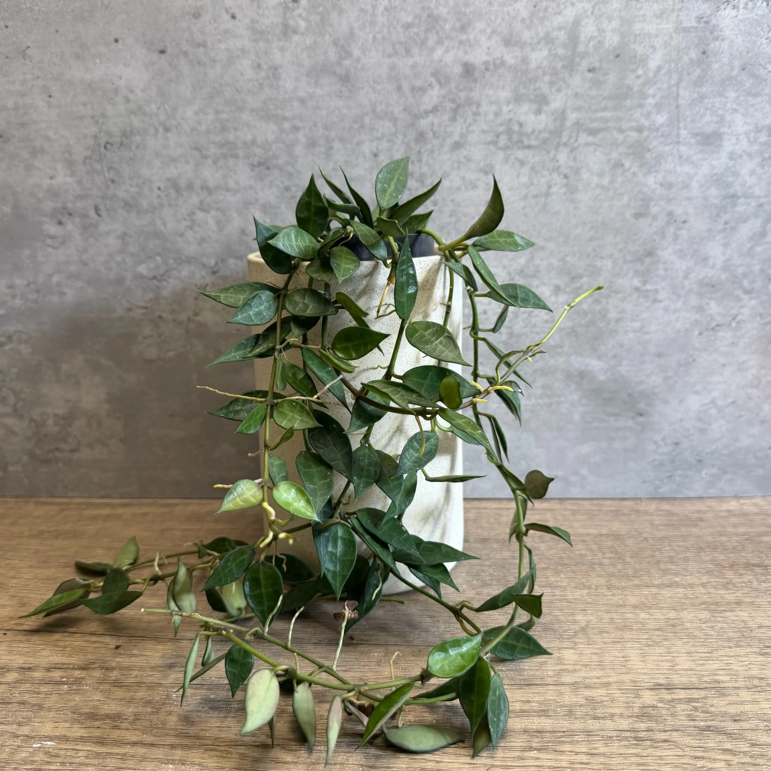 Hoya lacunosa ‘Short Leaf’