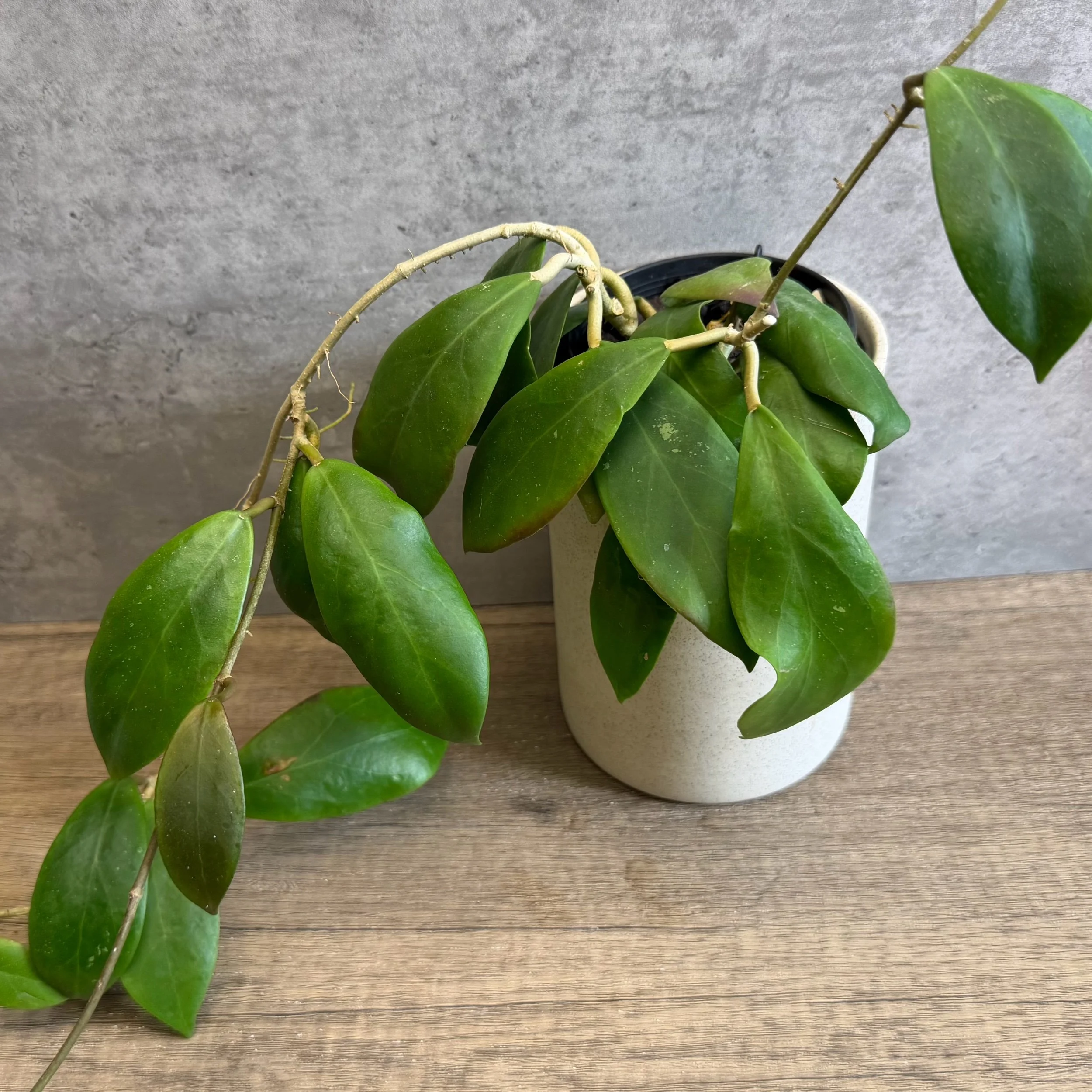 Hoya mindorensis 'Yellow'