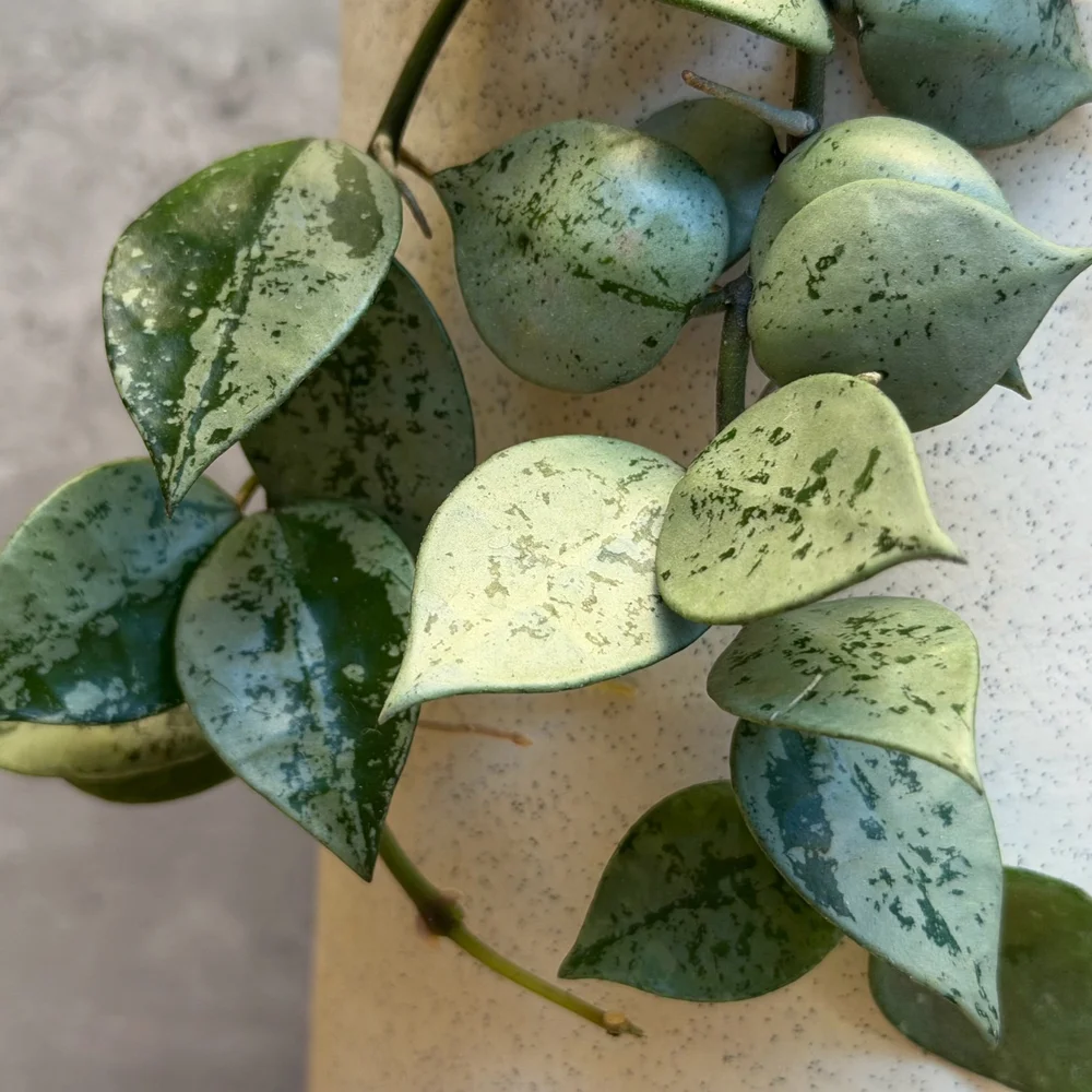 Hoya lacunosa 'Silver' — HABIT Plants