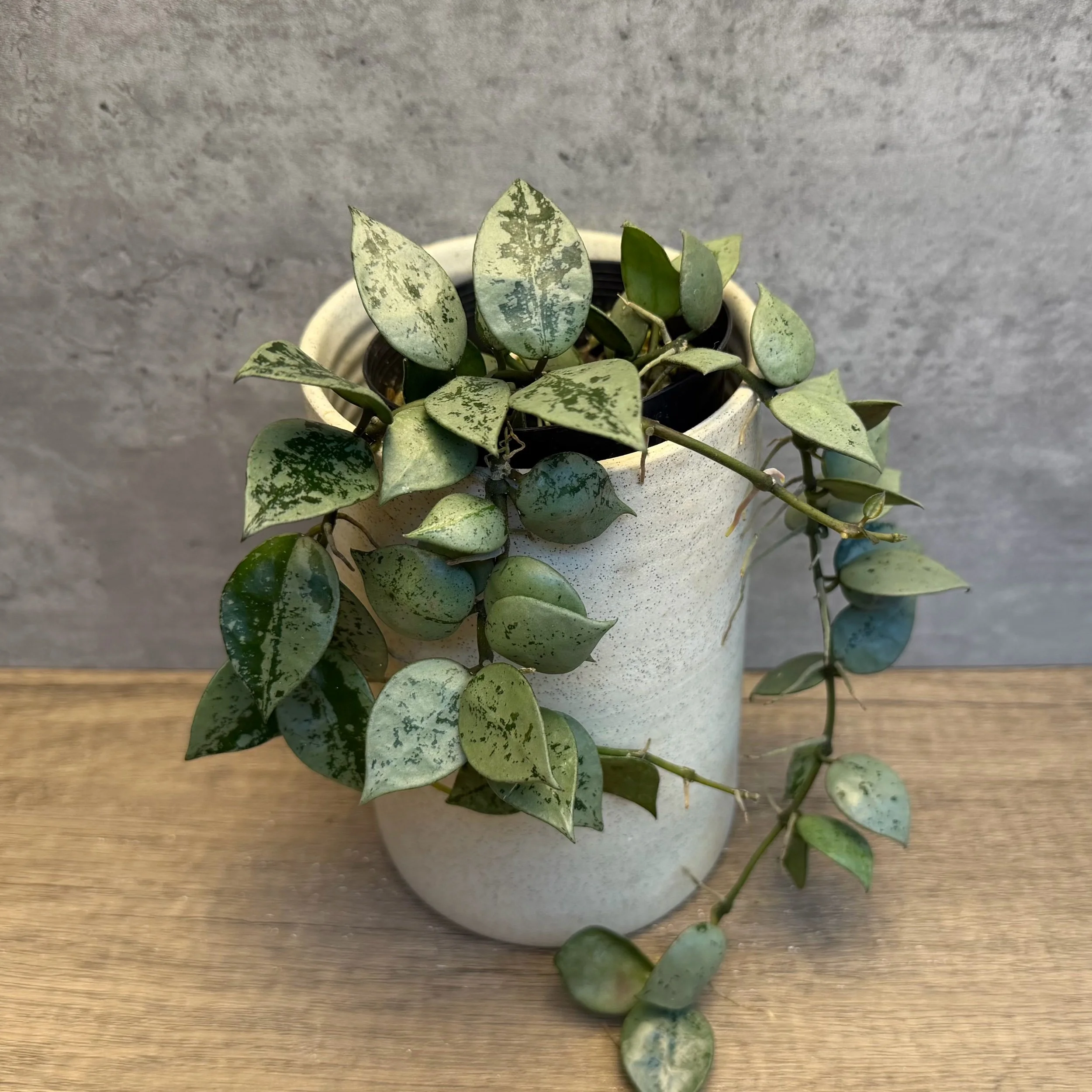 Hoya lacunosa 'Silver'