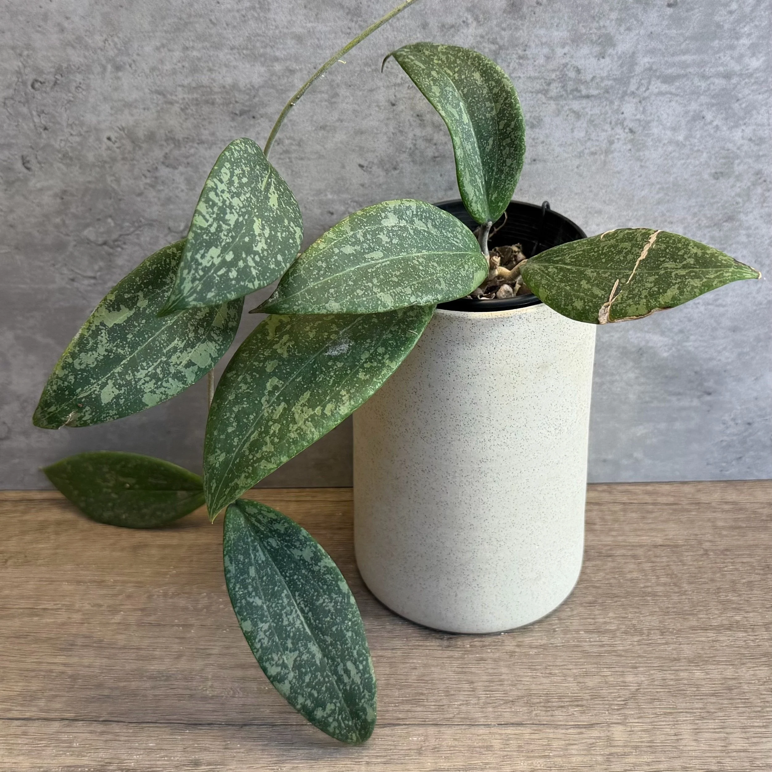 Hoya verticillata var. wibergiae