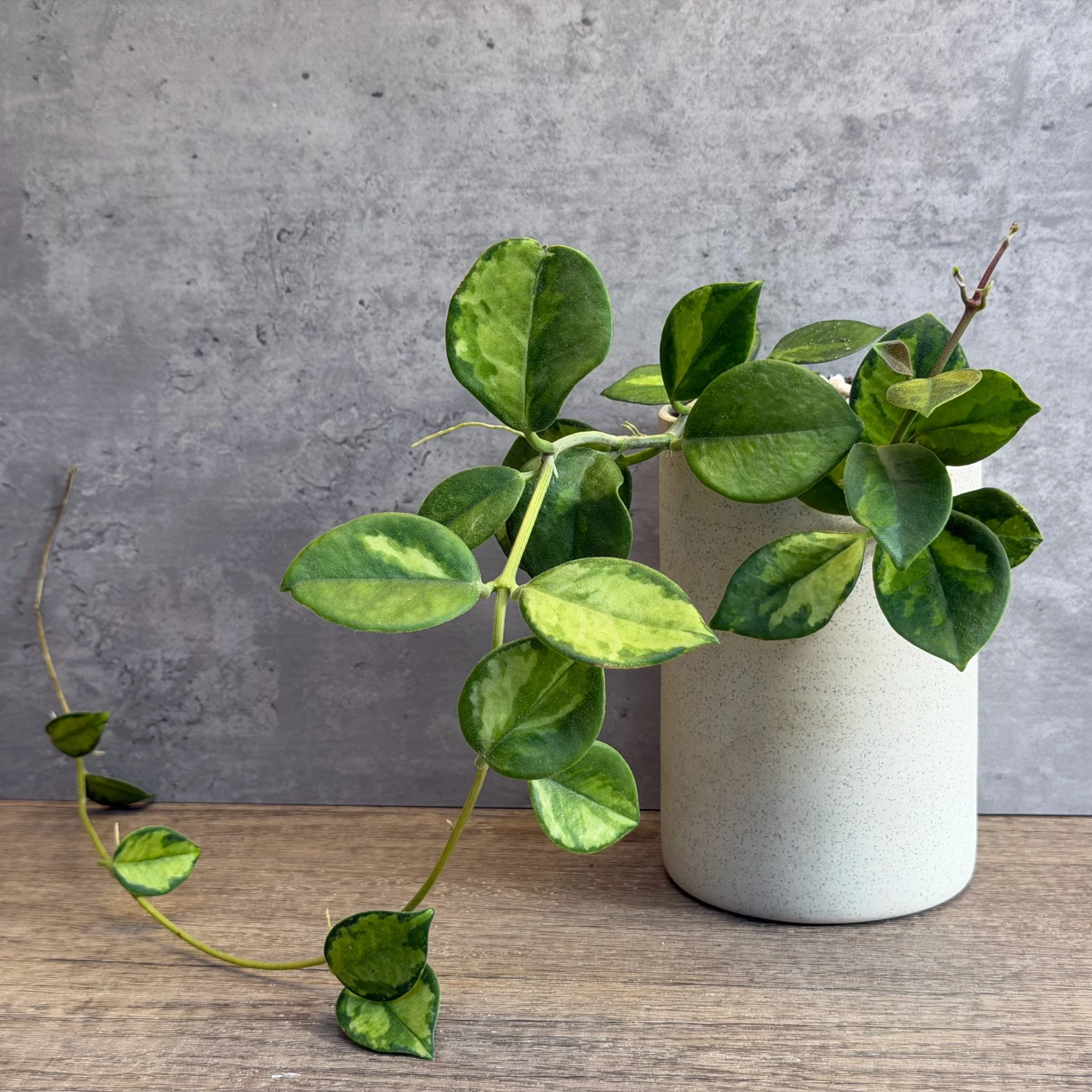 Hoya australis ssp. compacta cv. ‘Aleksandra’
