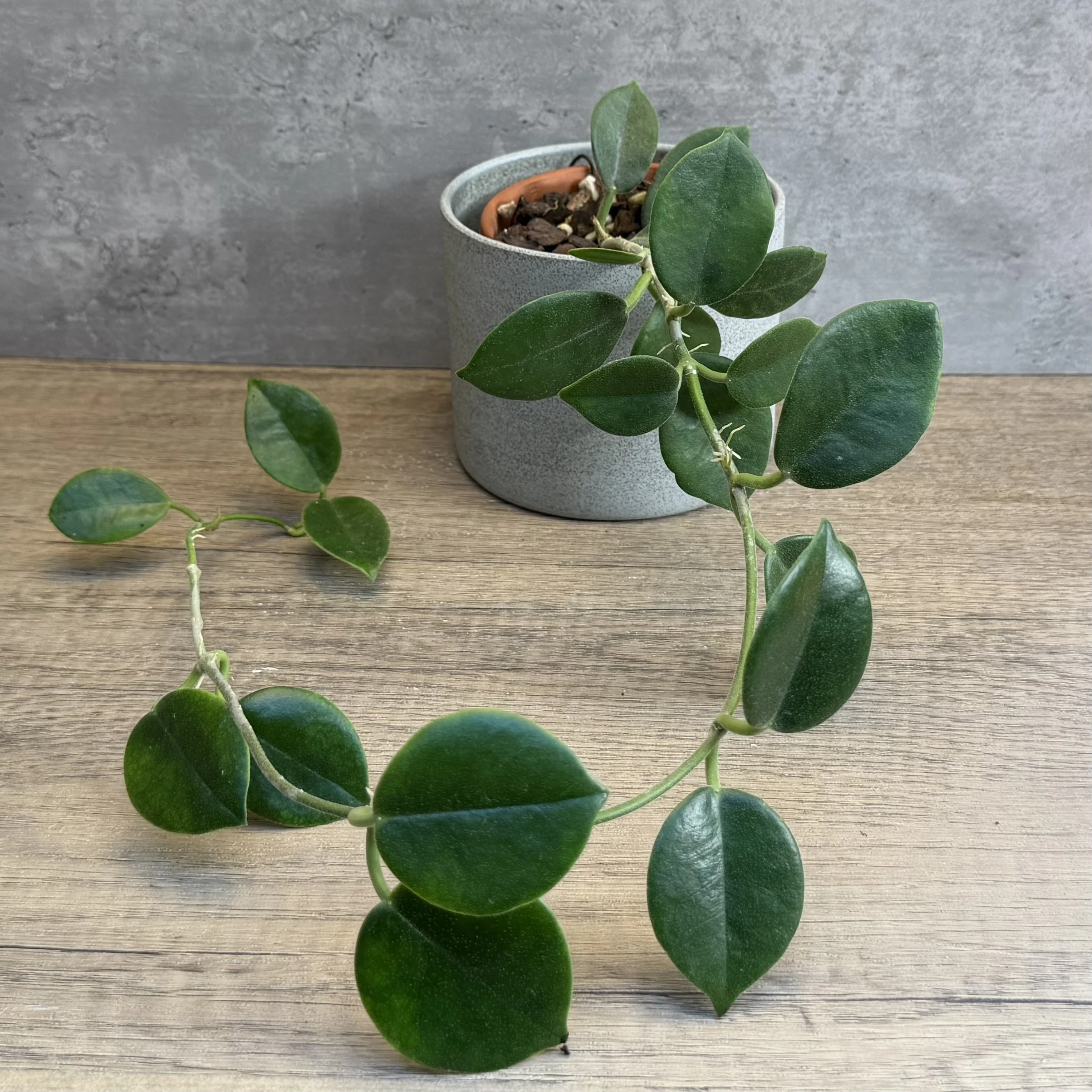 Hoya australis ssp. compacta