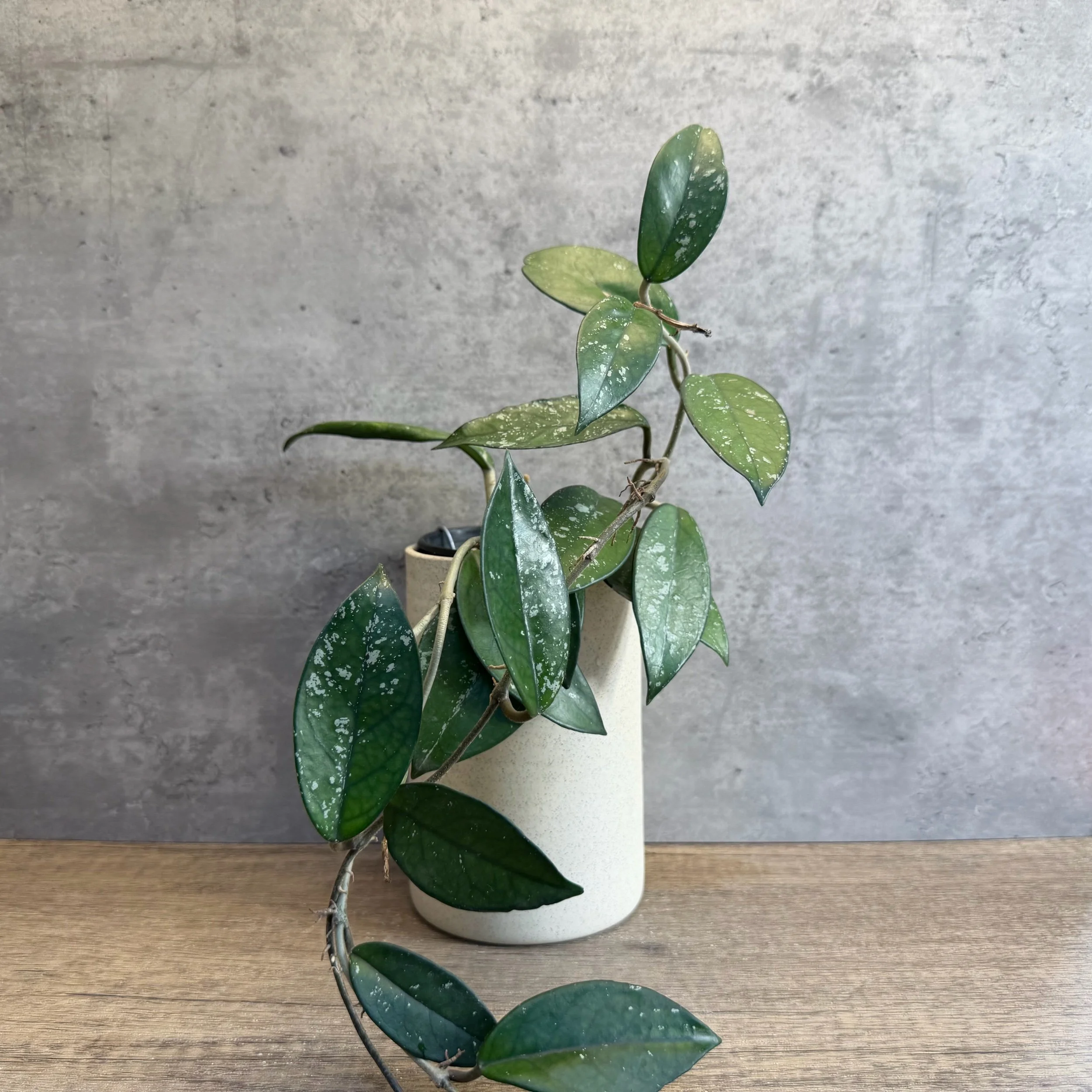 Hoya dasyantha ‘Splash’