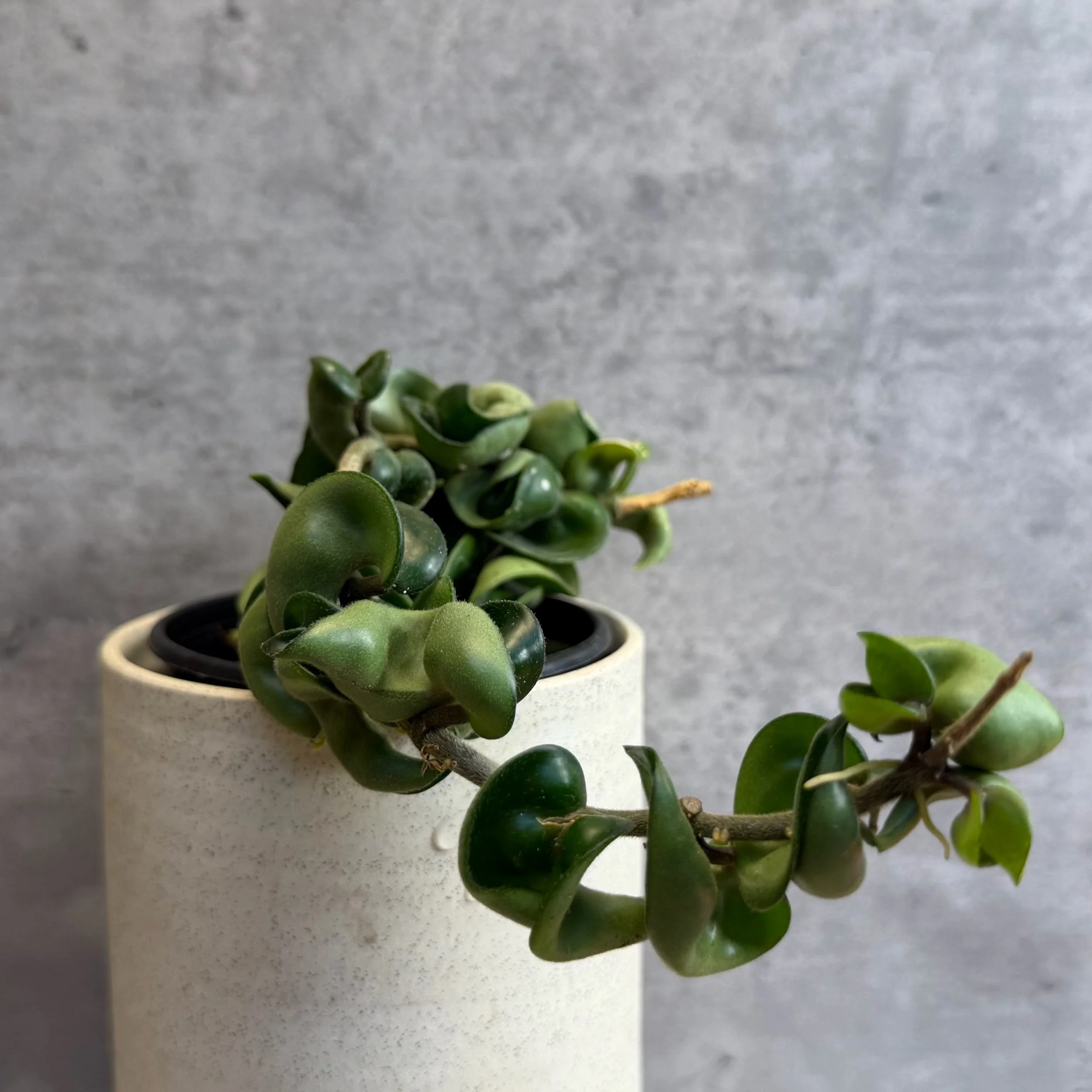 Hoya carnosa compacta