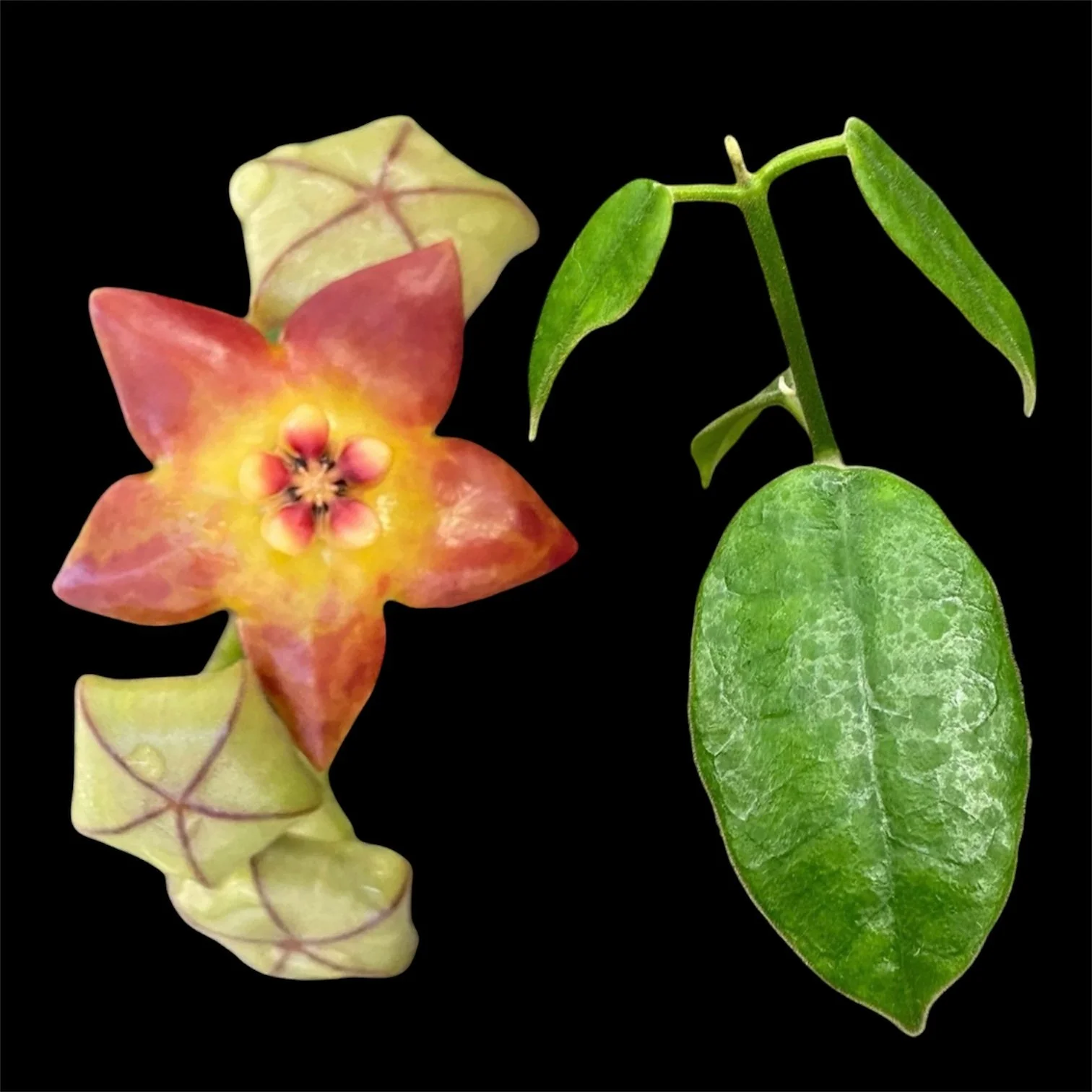 Hoya affinis
