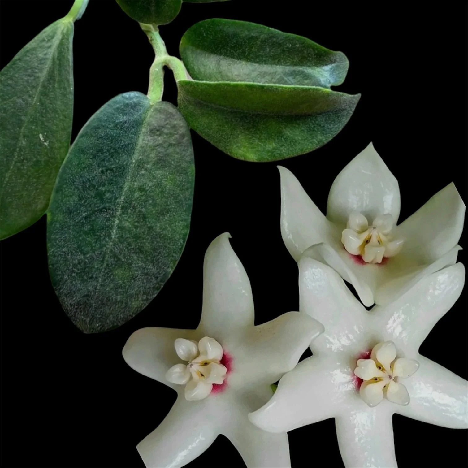 Hoya albiflora