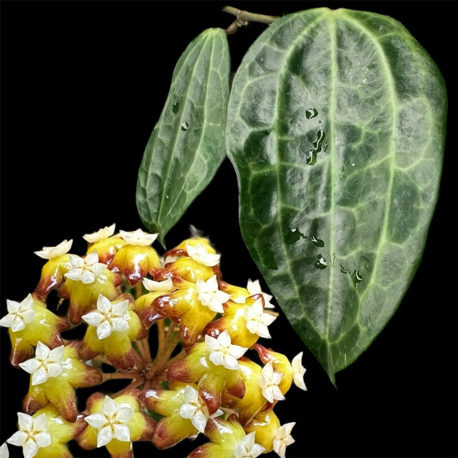 Hoya latifolia ‘Java’
