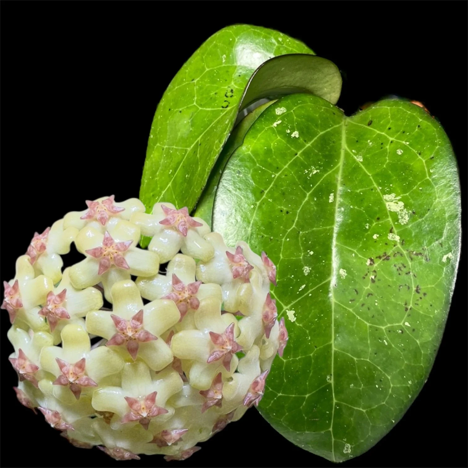 Hoya fuscomarginata