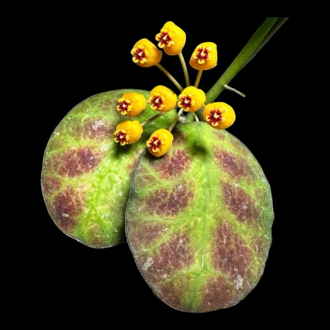 Hoya waymaniae
