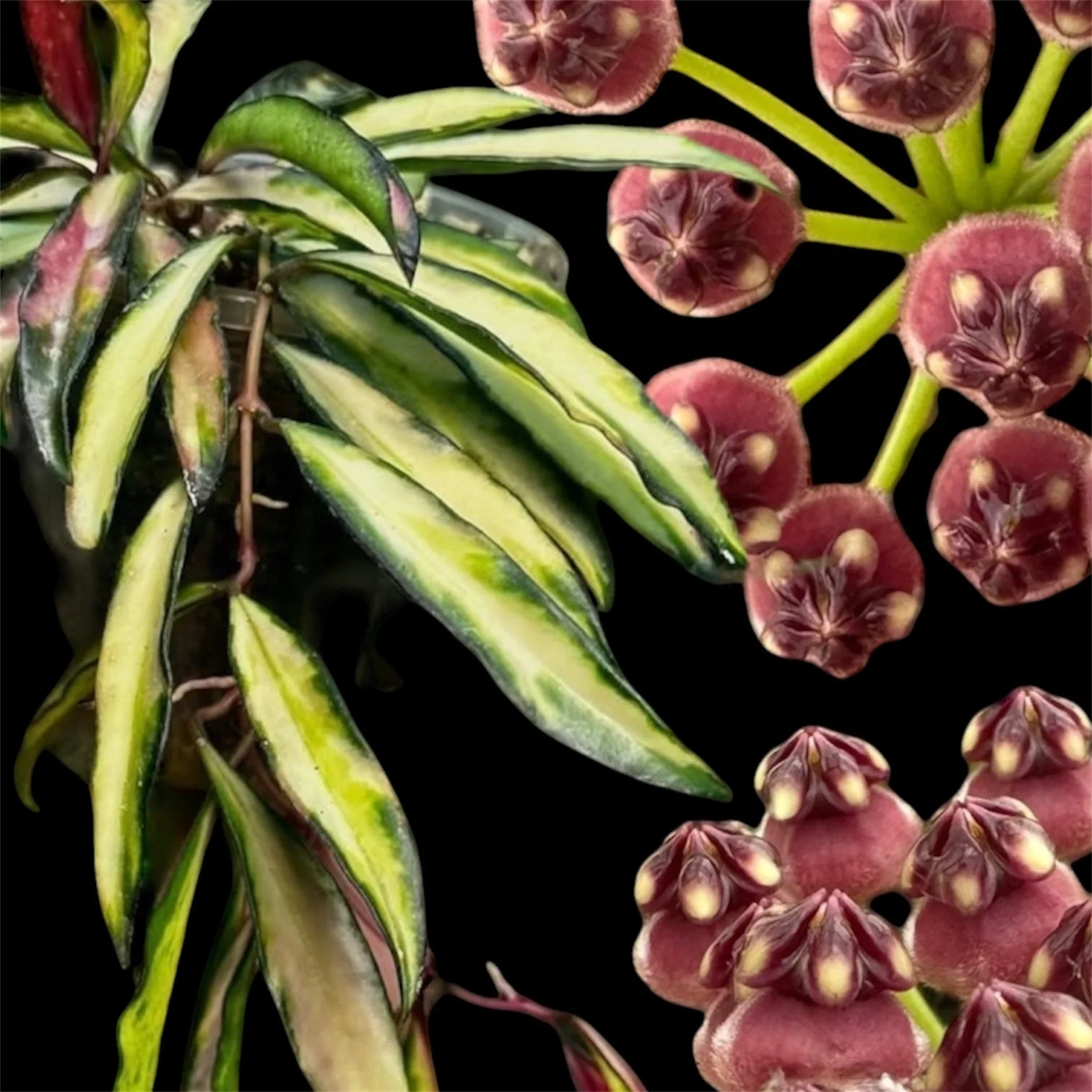 Hoya wayetii ‘variegata’
