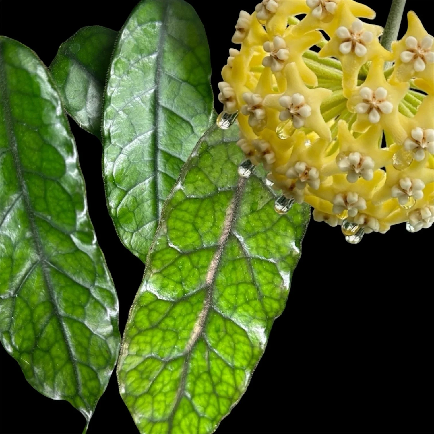 Hoya globulosa