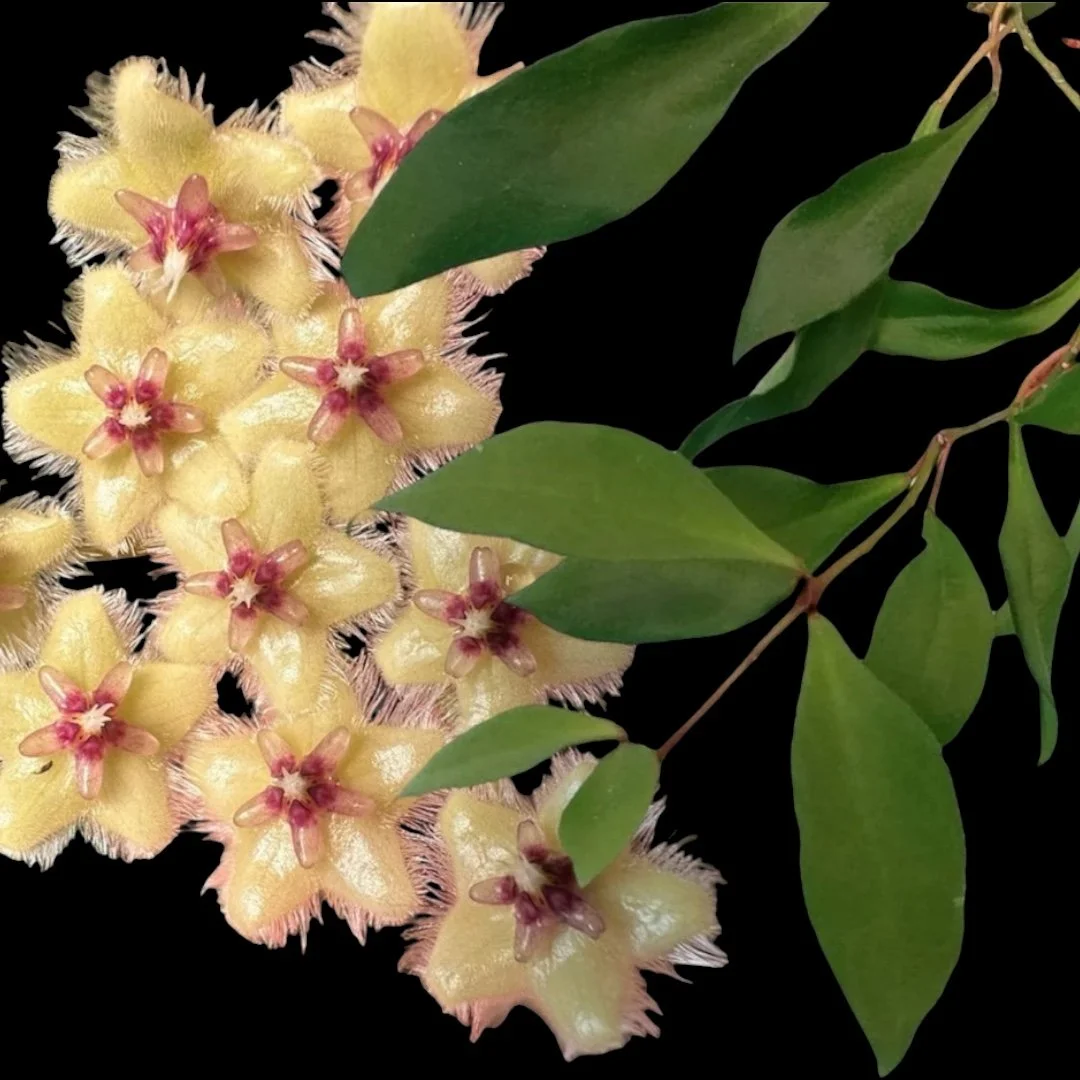 Hoya soidaoensis