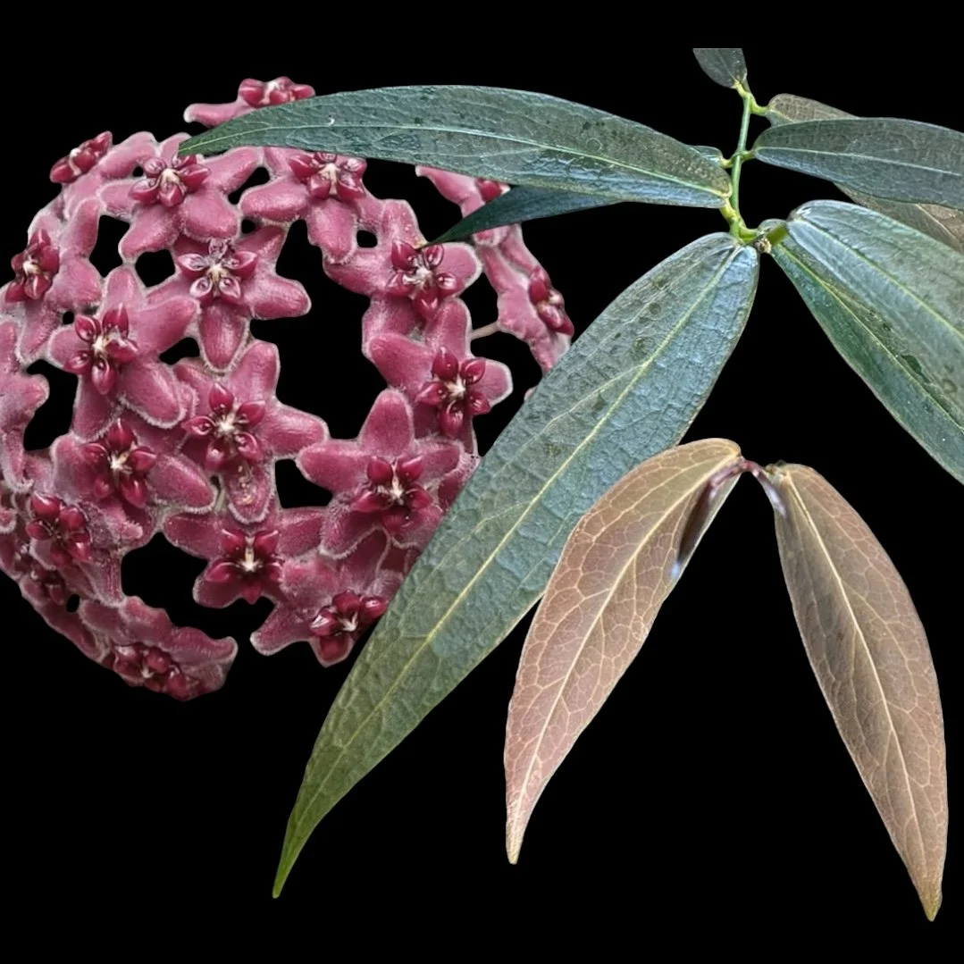 Hoya lamingtoniae