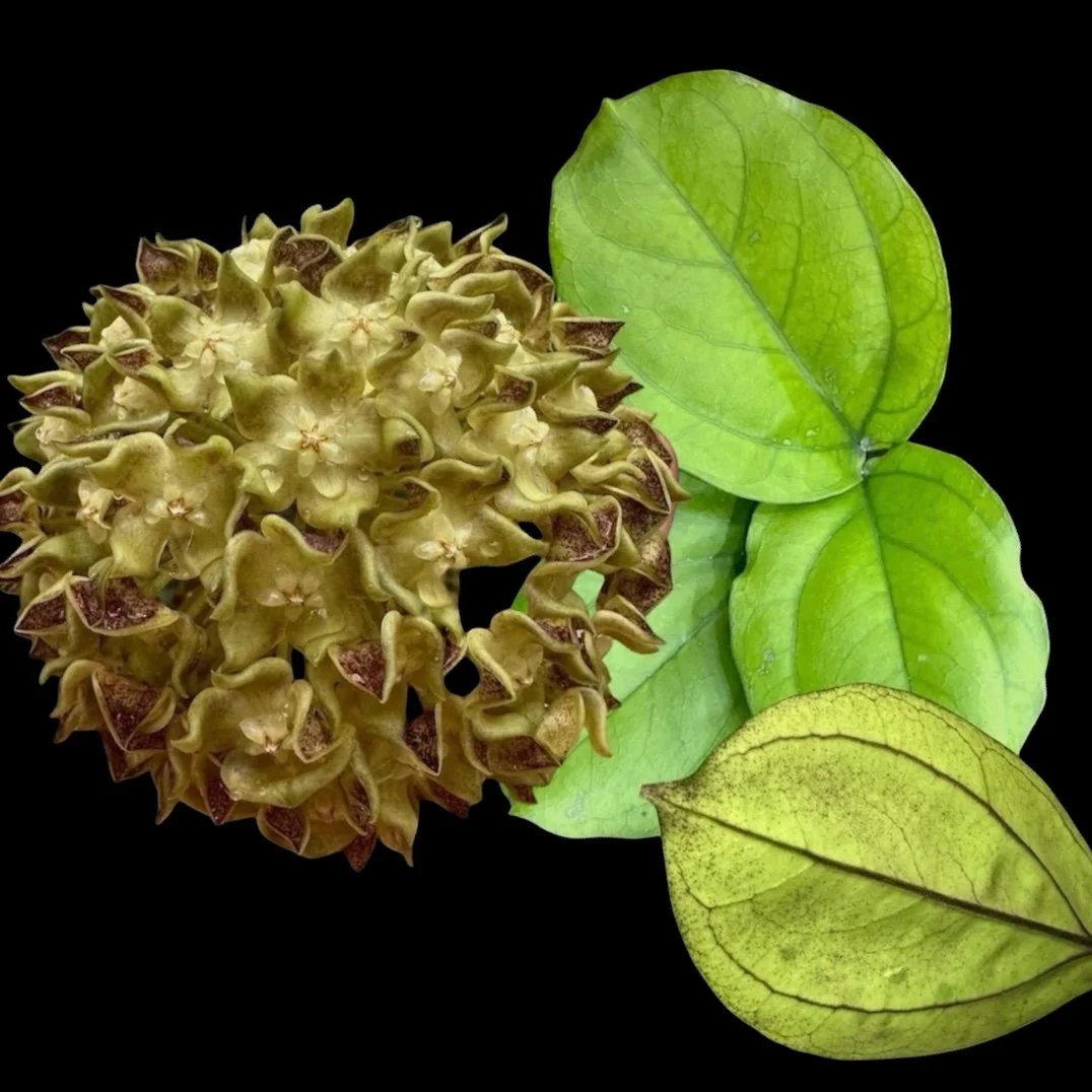 Hoya lambii